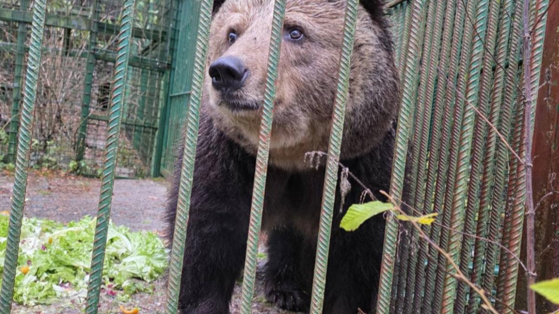 Tina Gaber Golob: »Tudi Mici je svobodna.«