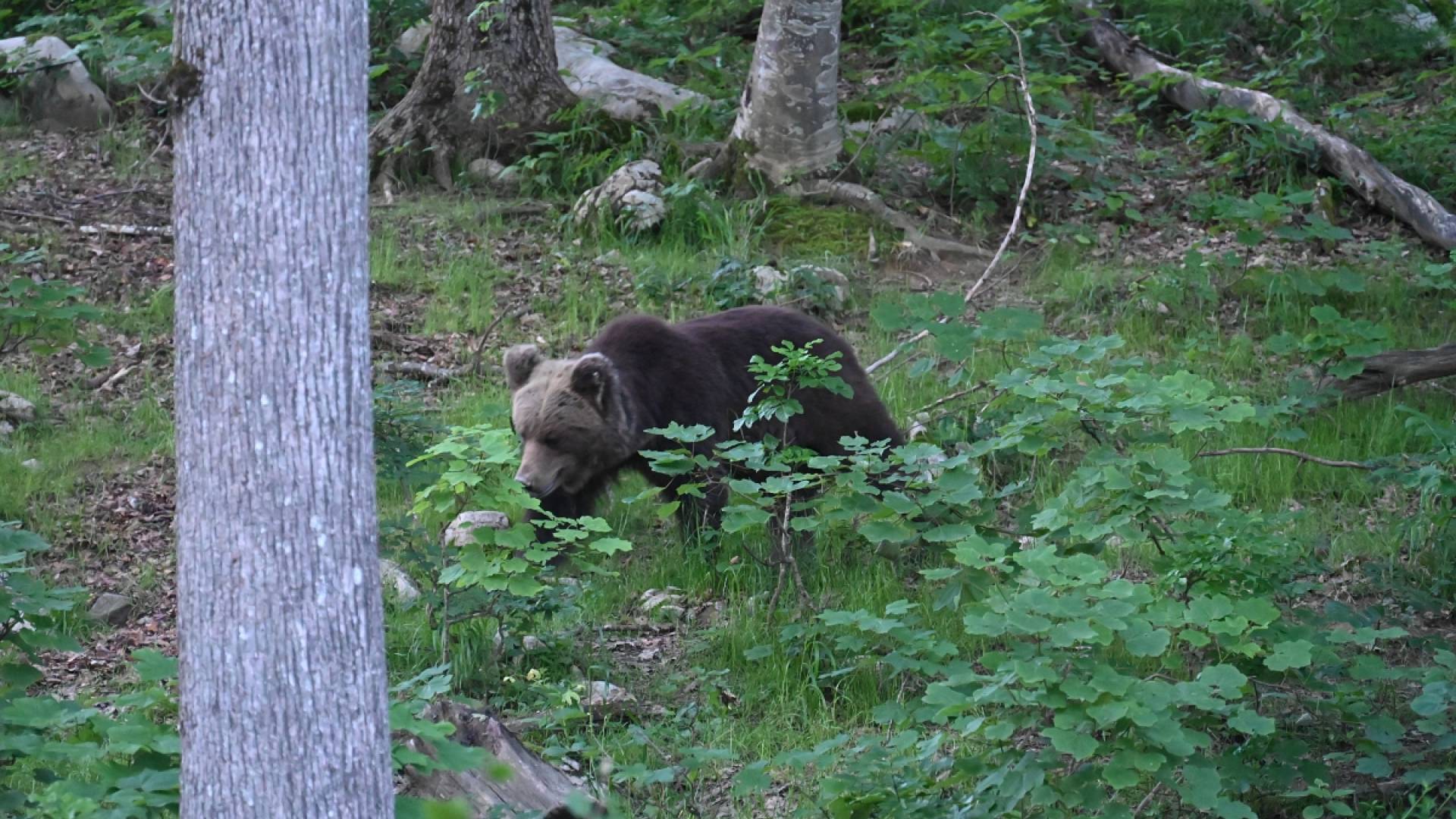 FOTO in VIDEO: Koliko možnosti imamo, da v Kočevskih gozdovih opazimo medveda?