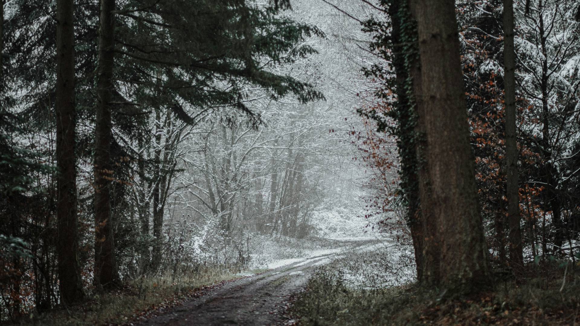 Na gozdni poti pod osnovno šolo našli truplo pogrešanega