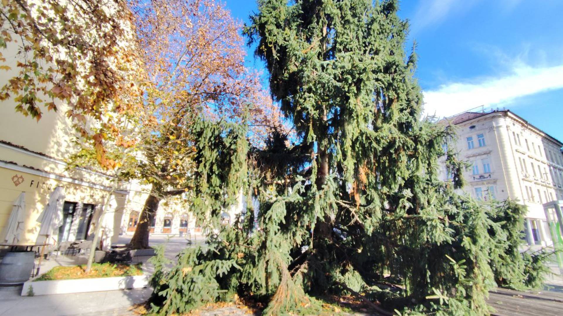 FOTO: Najgrša smreka v mestu? Pri Figovcu mimoidoči ne morejo verjeti svojim očem