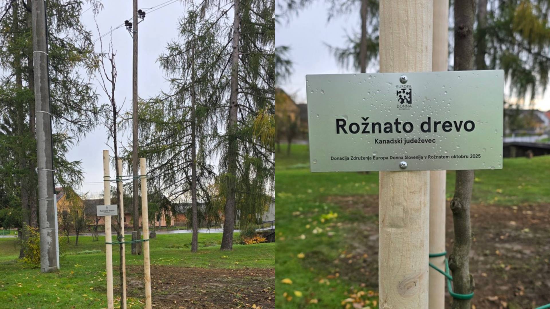 Na Kobilju zasadili rožnato drevo