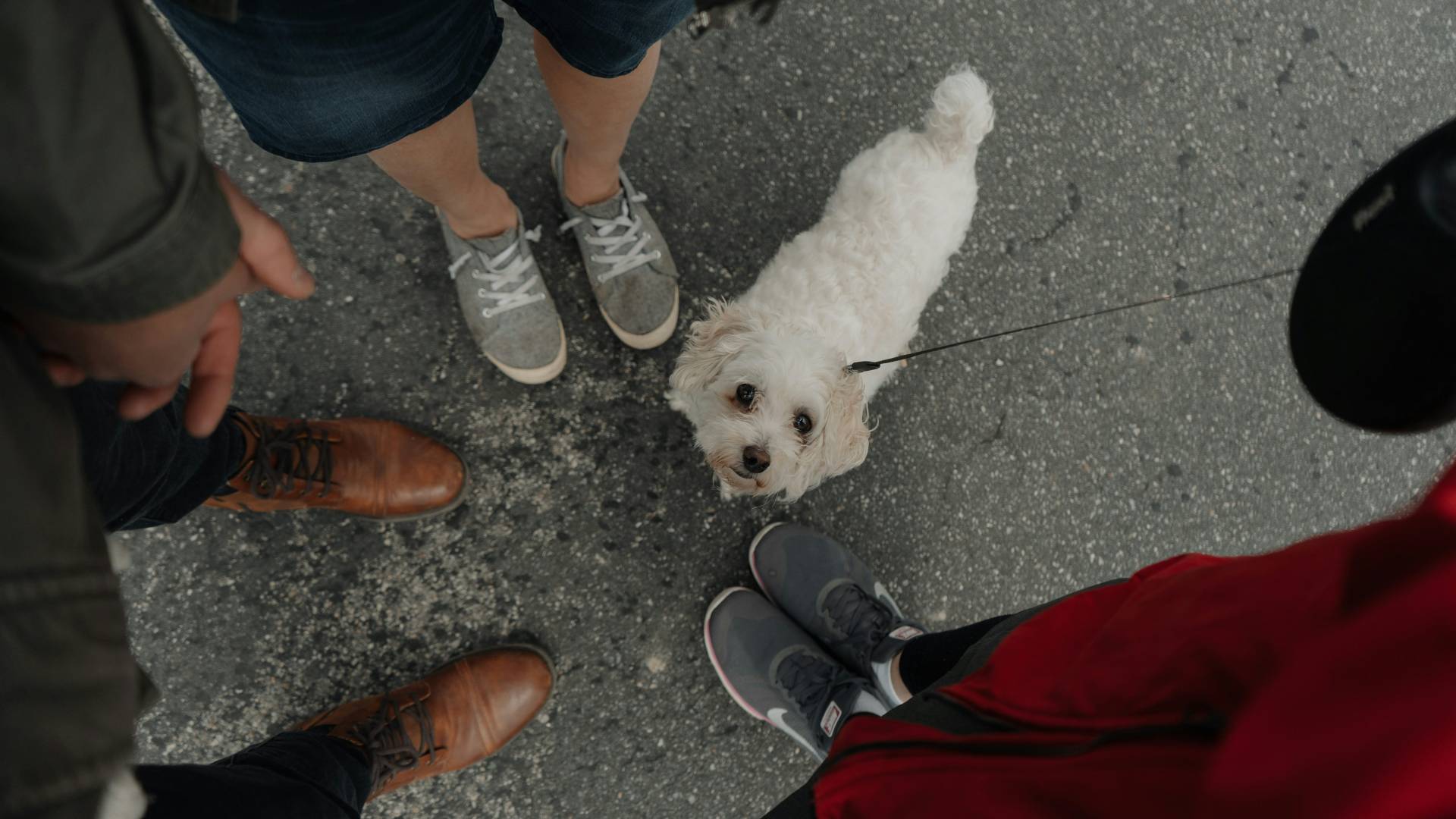 Še ena azijska država prepovedala uživanje mesa psov in mačk
