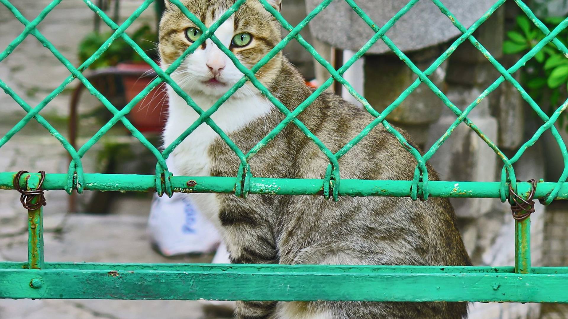 V tej državi prepovedali uživanje mesa psov in mačk, a ne zaradi borcev za pravice živali