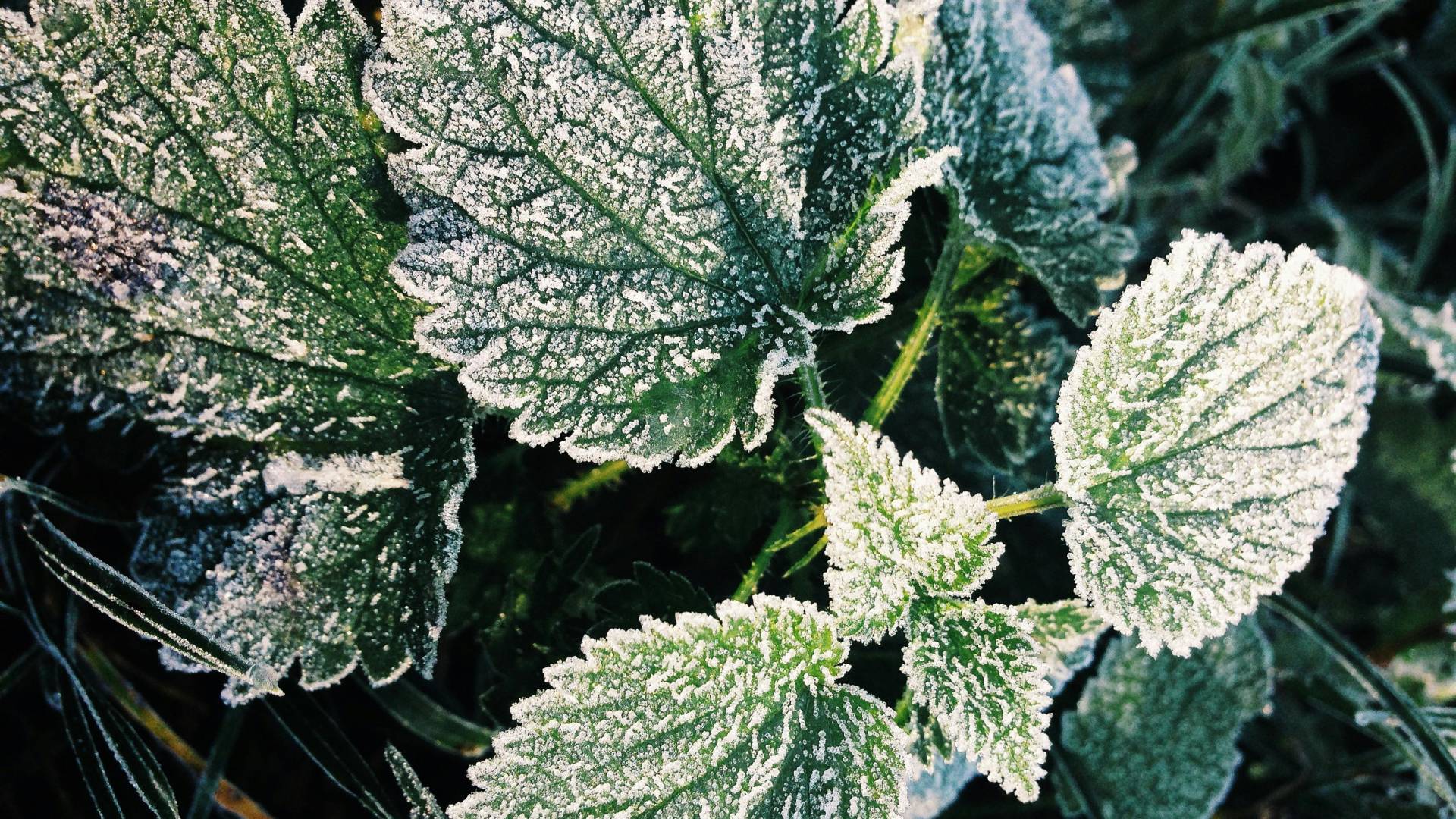 Kakšno vreme prinaša začetek decembra?