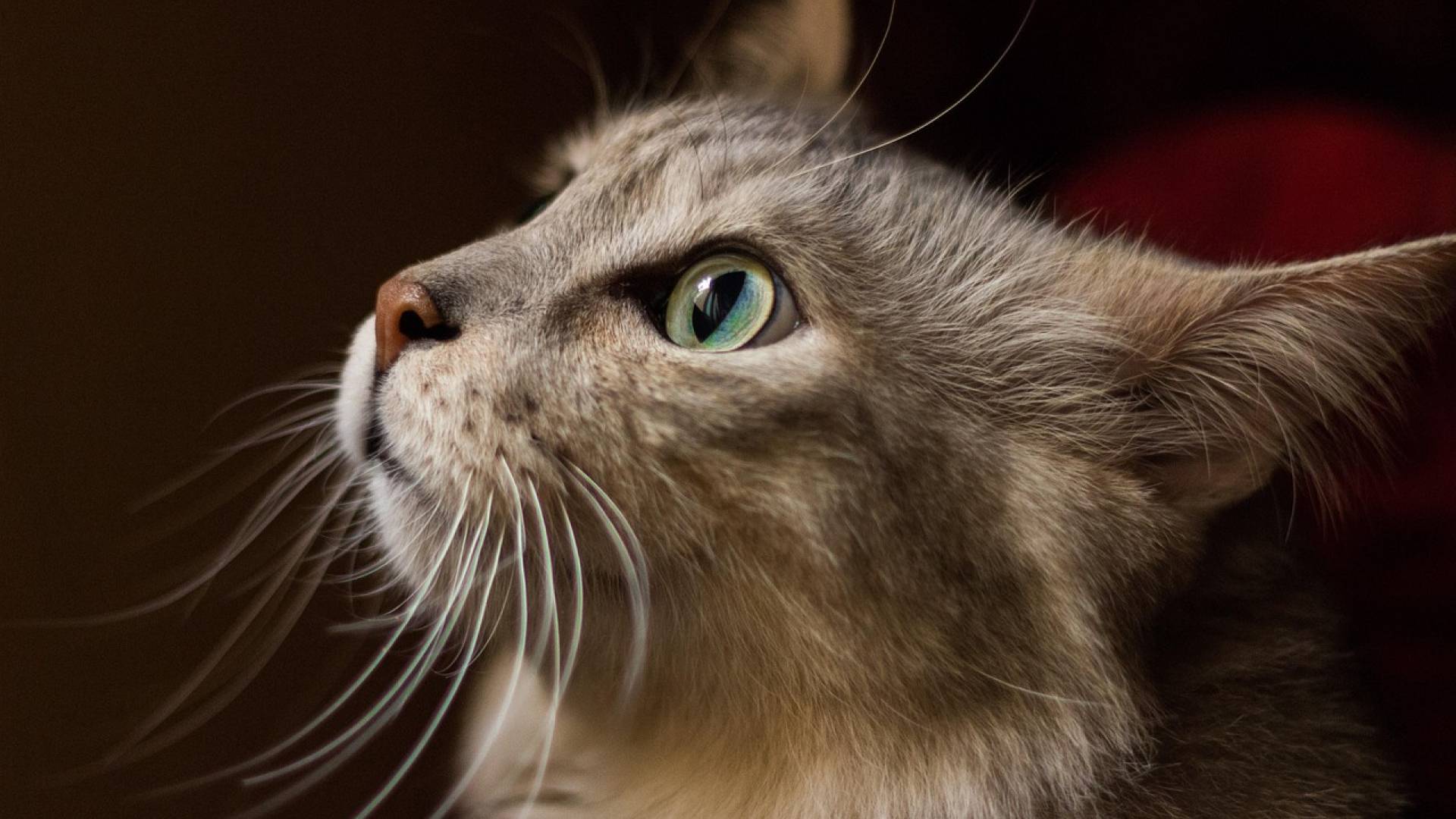 Ta azijska država je vendarle prepovedala uživanje mesa psov, mačk in netopirjev