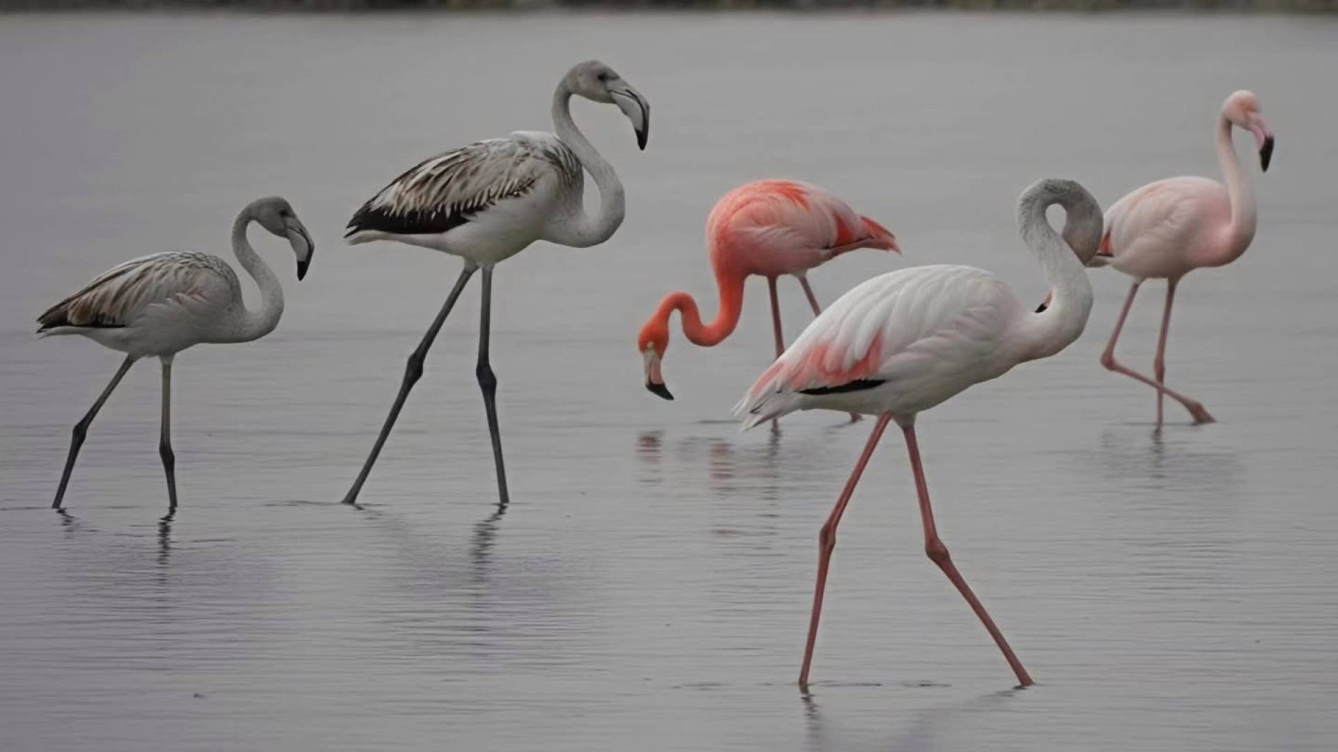 V Sloveniji prvič opazili ameriškega plamenca
