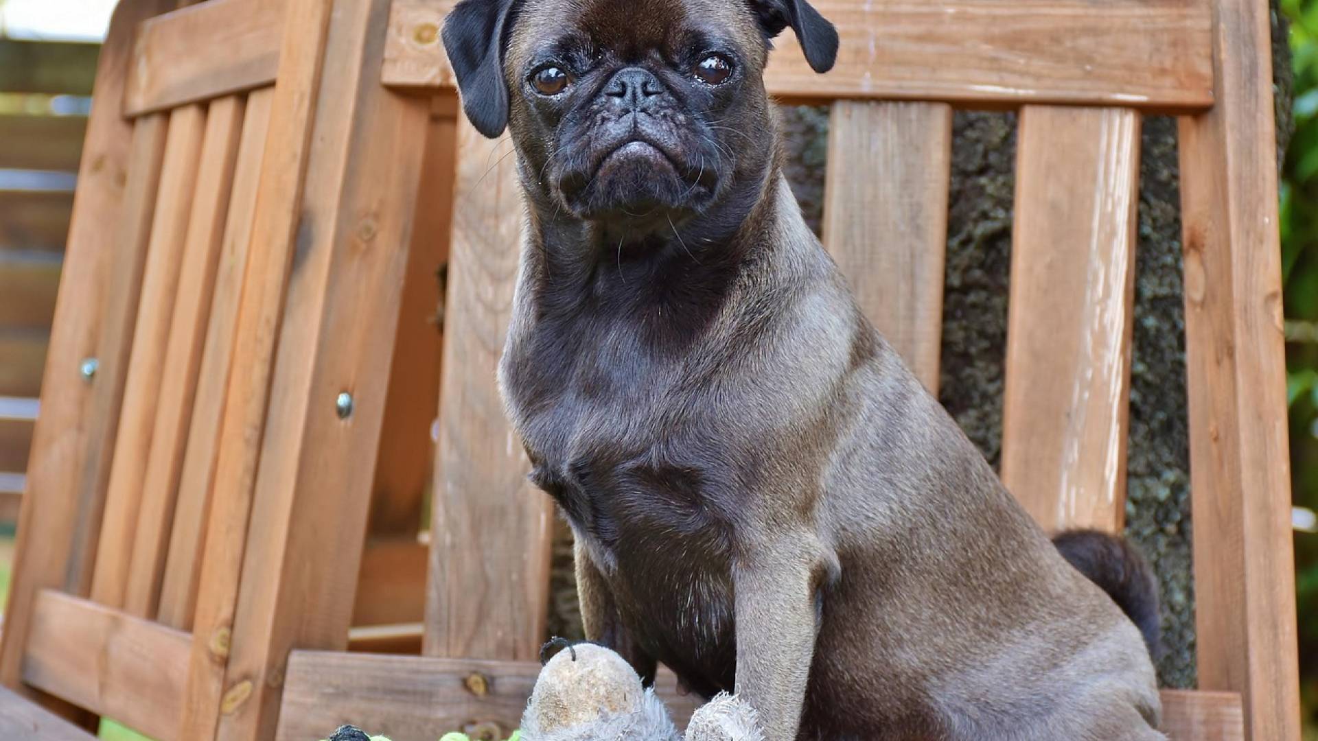 Veterinarka razkriva, kaj sporoča pes, če pogosto položi tačko na nogo