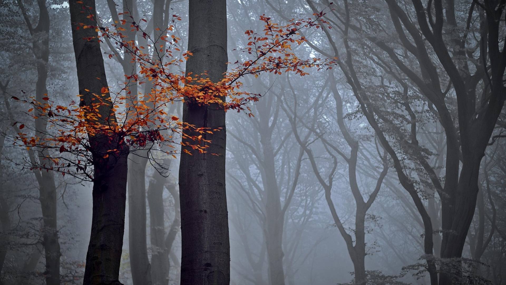 Kakšno vreme nas čaka za Martinov vikend? Megleno ...