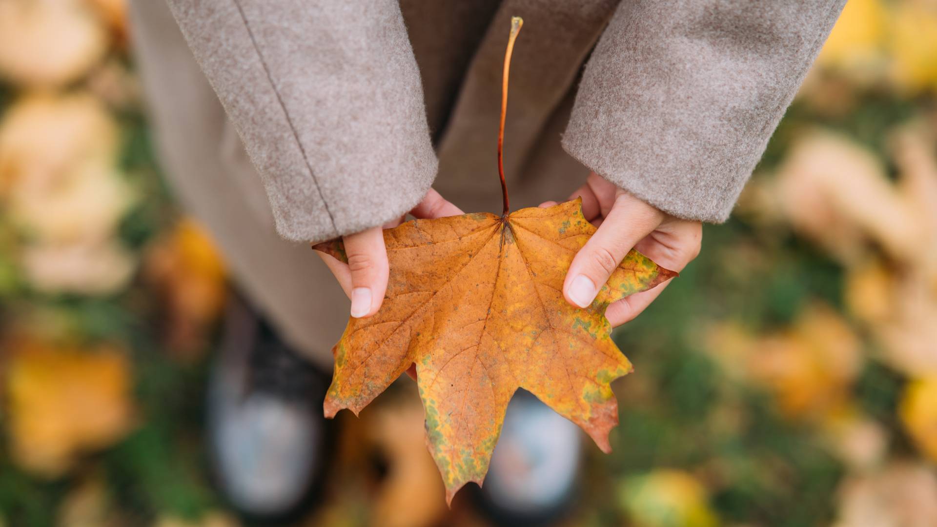 Veliki mesečni horoskop za november 2025: Ljubezen, preobrazbe in presenečenja na vsakem koraku