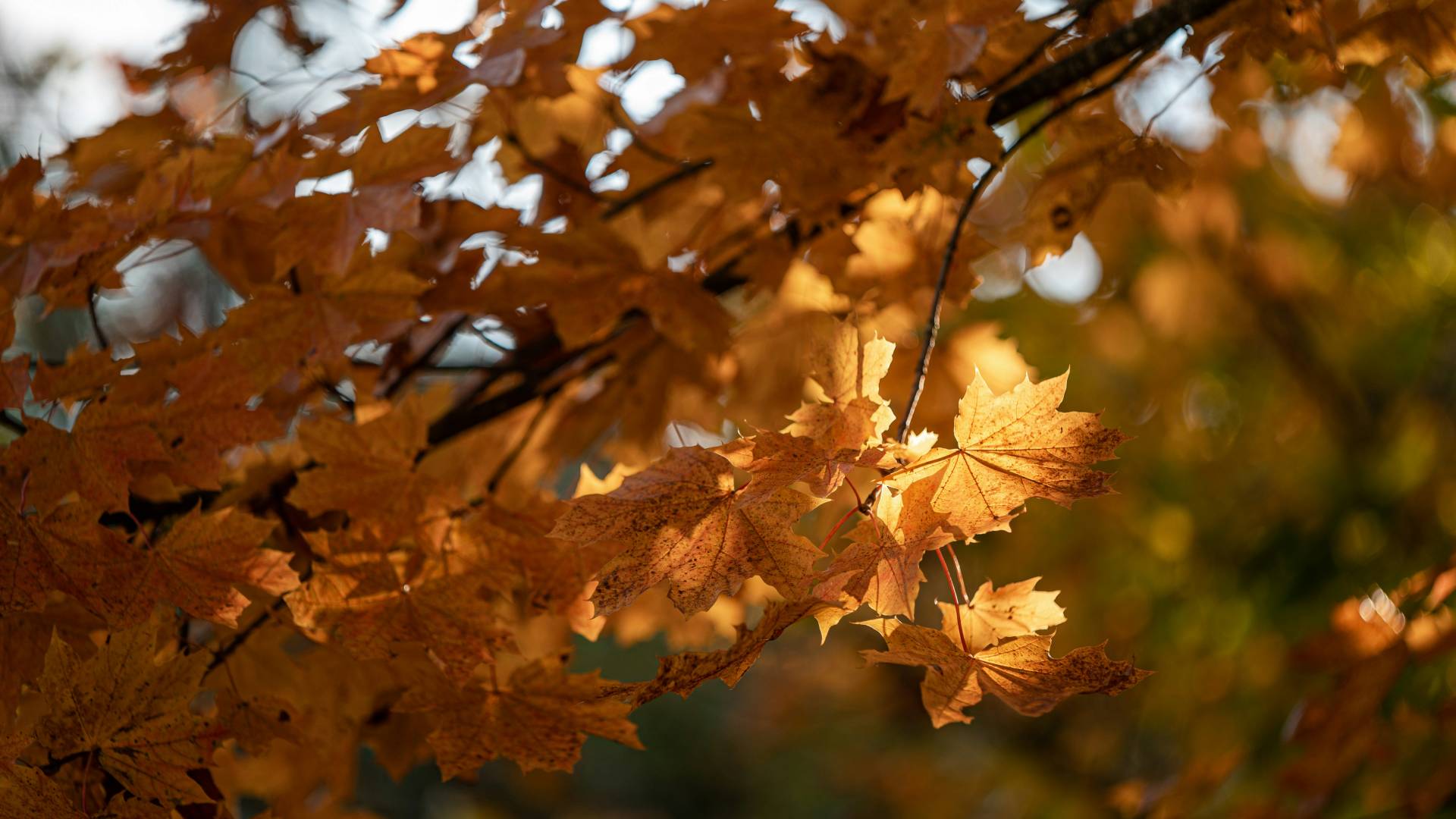 Pred nami jasna nedelja, kakšen začetek tedna napovedujejo vremenoslovci?