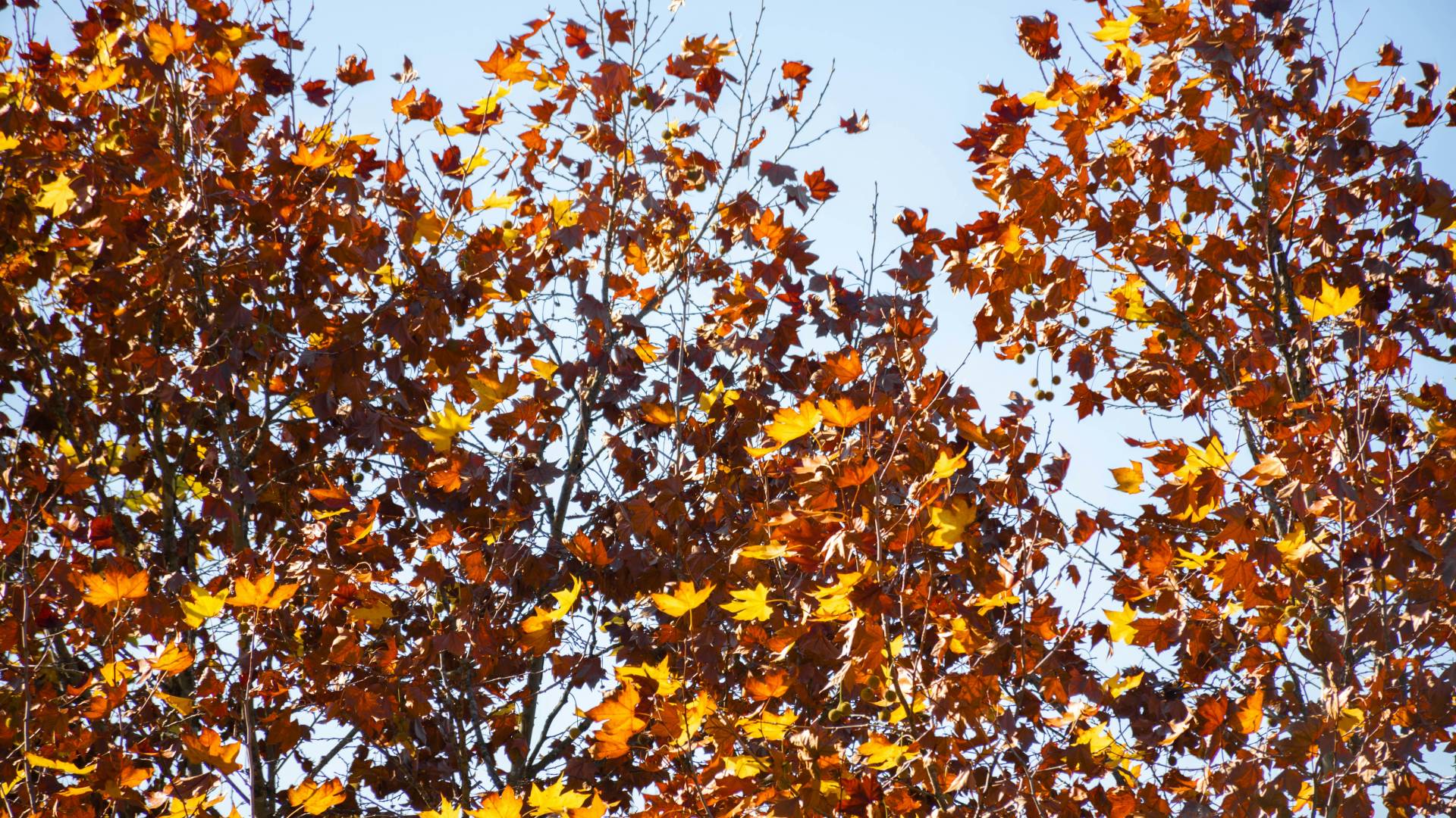 Pred nami jasna nedelja, kakšen bo začetek tedna?