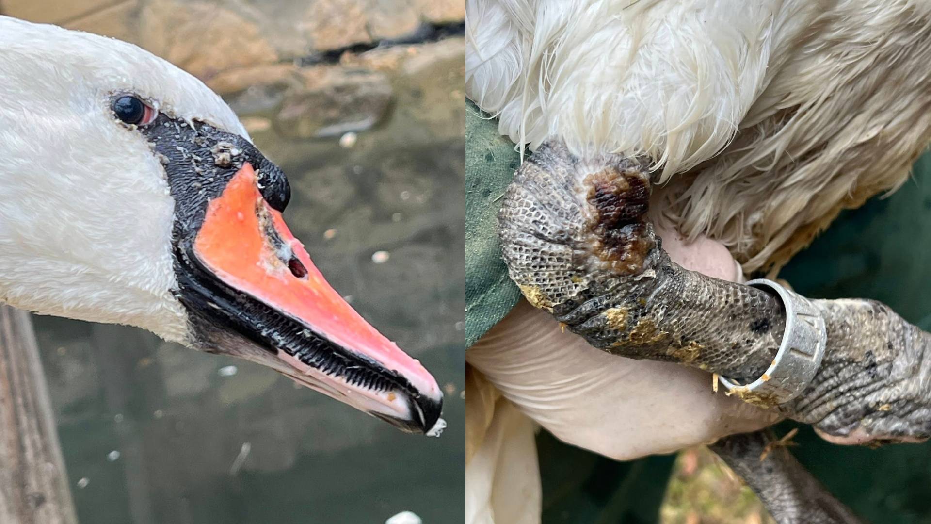 Lent ni več varen za labodko Oli: Po poškodbi dobro okreva, a se tja več ne bo vrnila