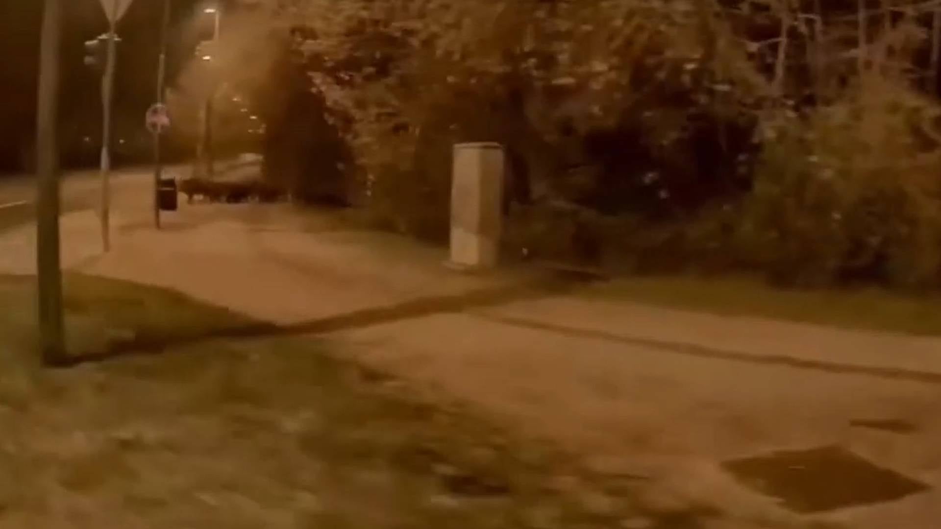 VIDEO: Po tej ljubljanski ulici marširale divje svinje