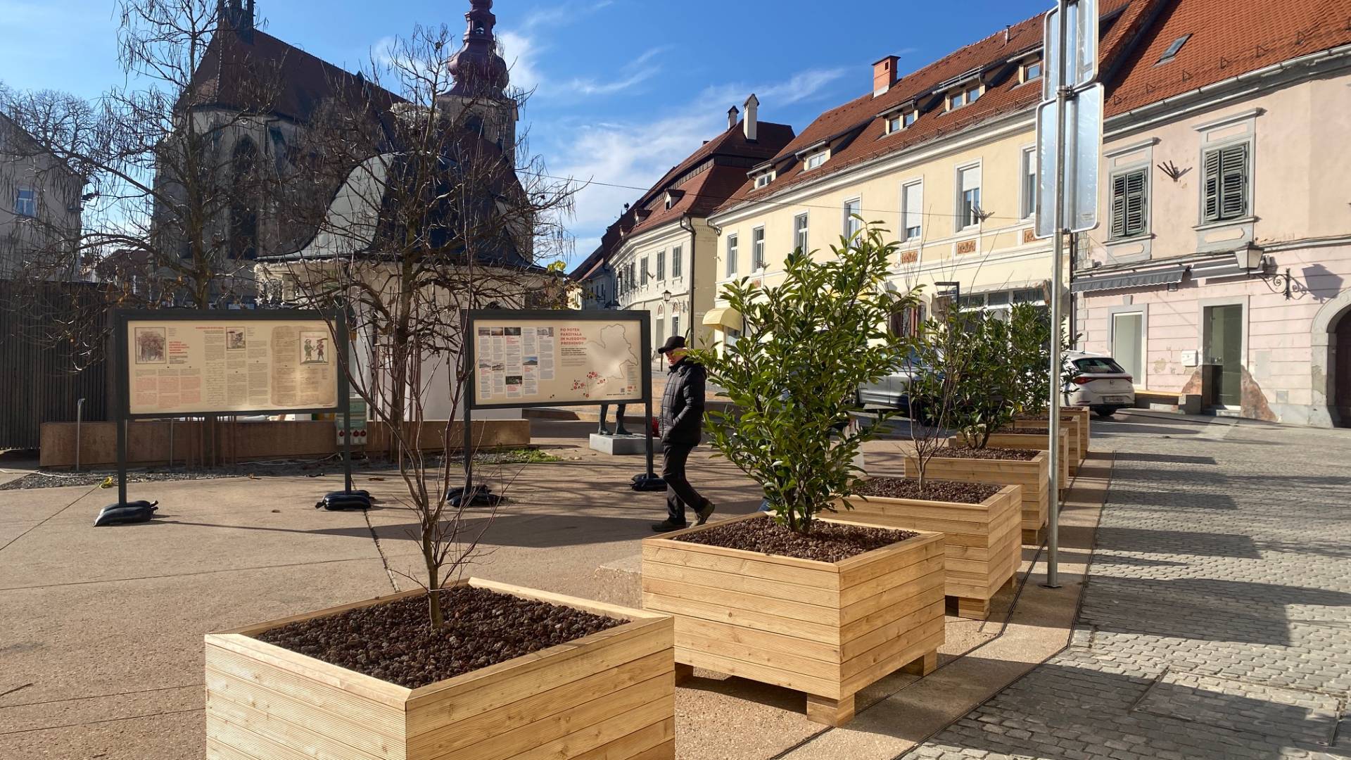 Na Ptuju odslej bolj zeleno, v korita zasadili več dreves
