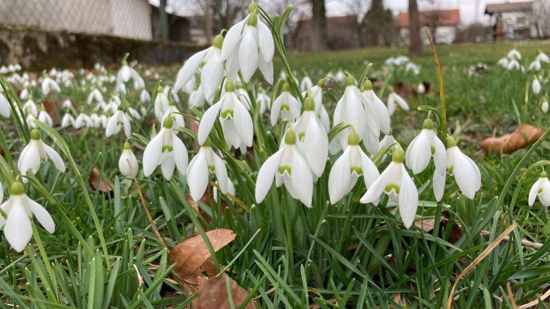 Zima še ni prišla, zvončki pa že cvetijo: V slovenski Istri se tako zgodaj to ni zgodilo že 20 let