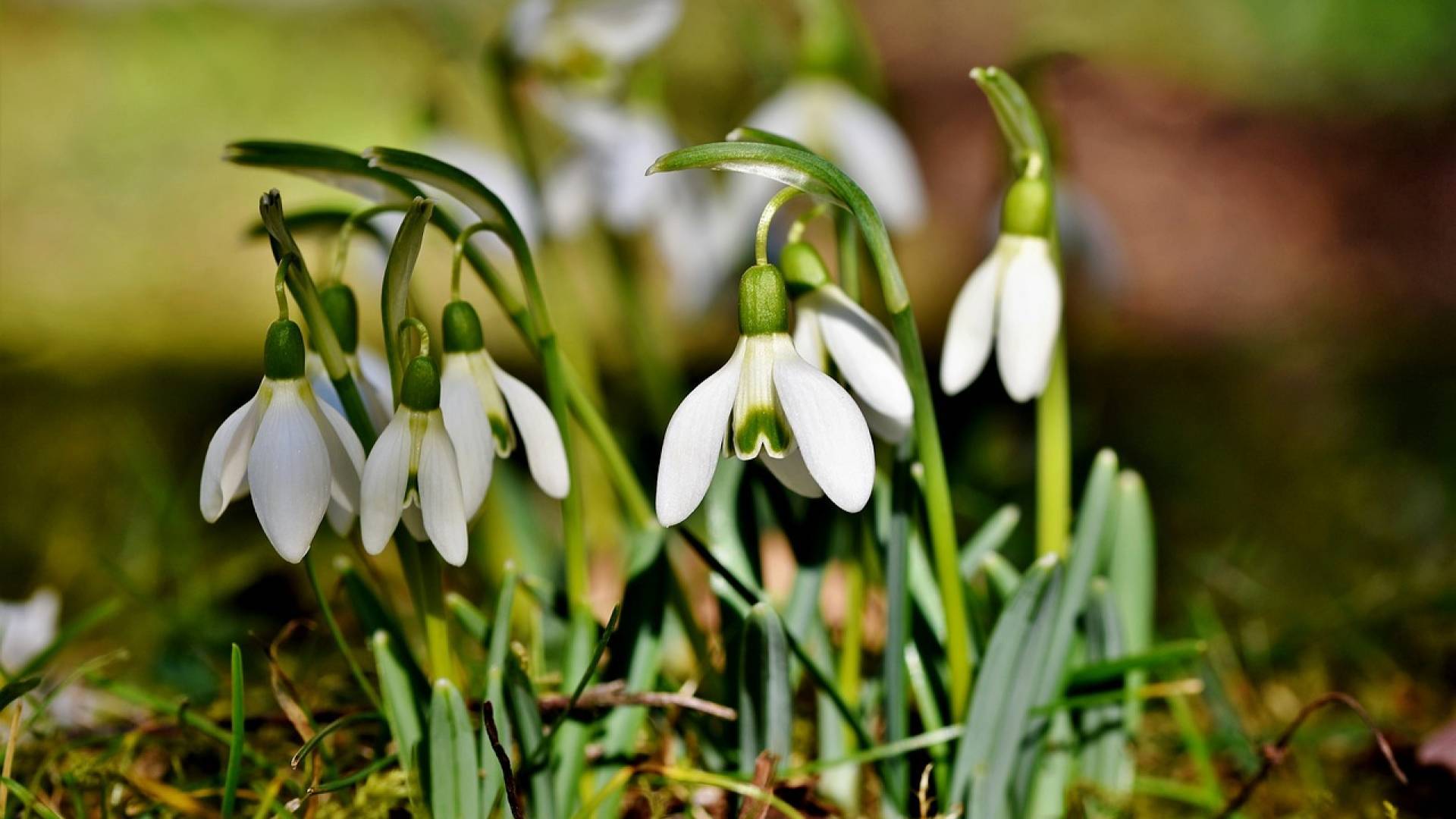 V slovenski Istri zacveteli prvi zvončki, tako zgodaj se to ni zgodilo že dvajset let