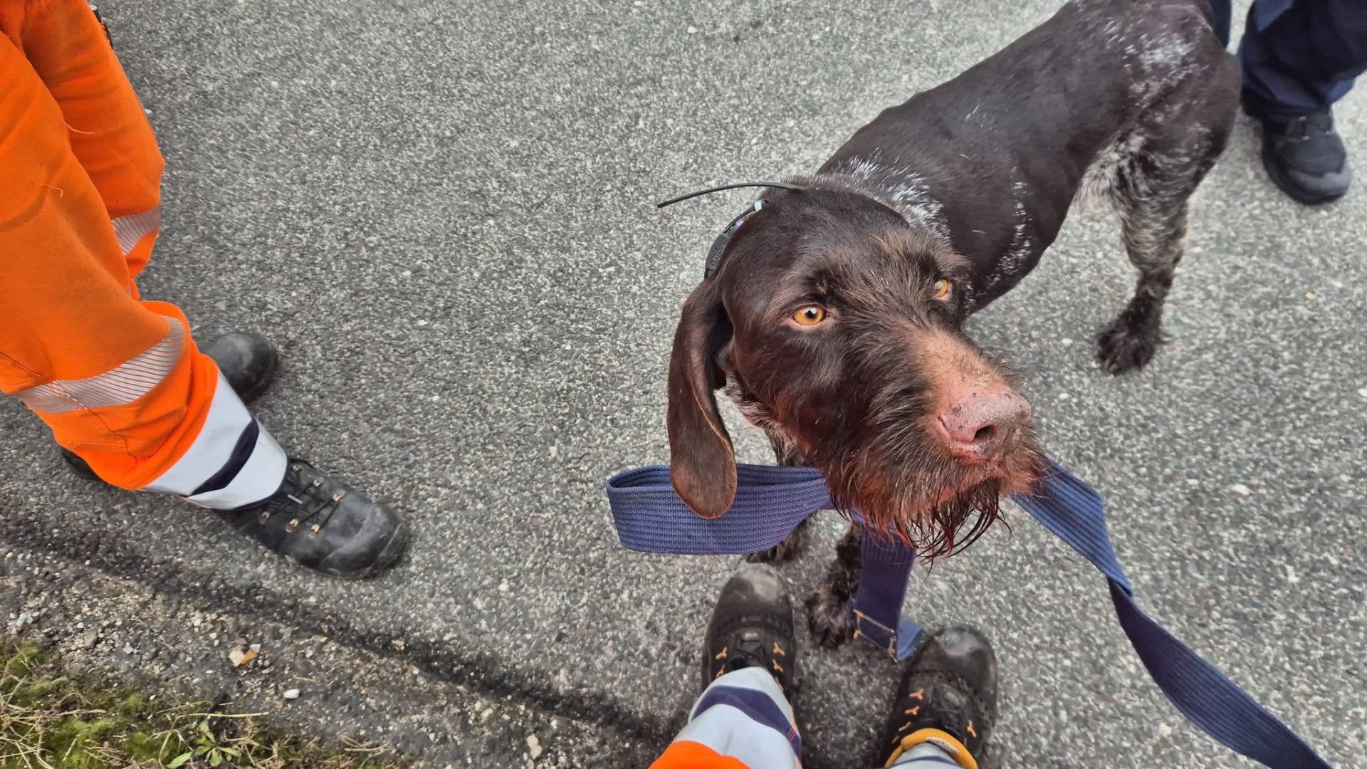 FOTO: Darsova vzdrževalca rešila kužka, ki je zataval na avtocesto