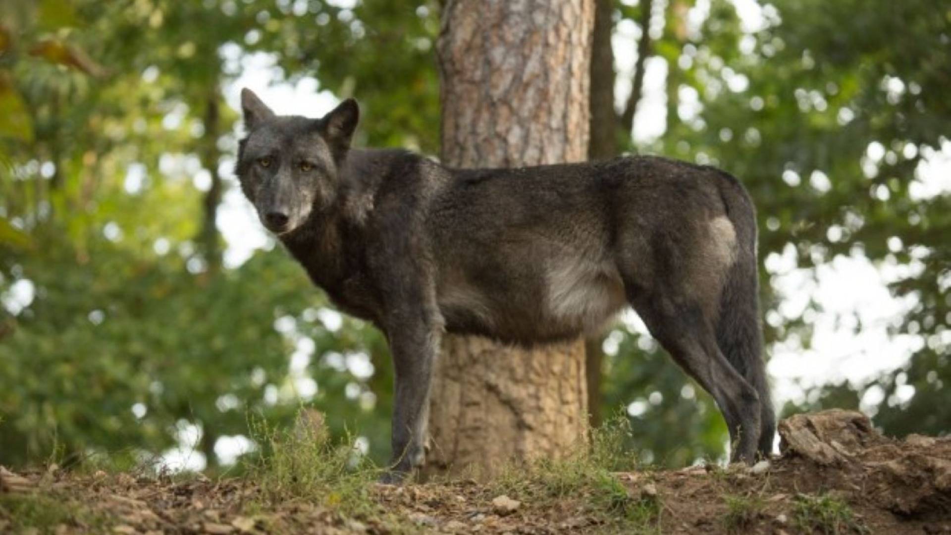 Panika v Mostecu: Občani so prijavili volka iz ZOO, a se je zgodba srečno razpletla