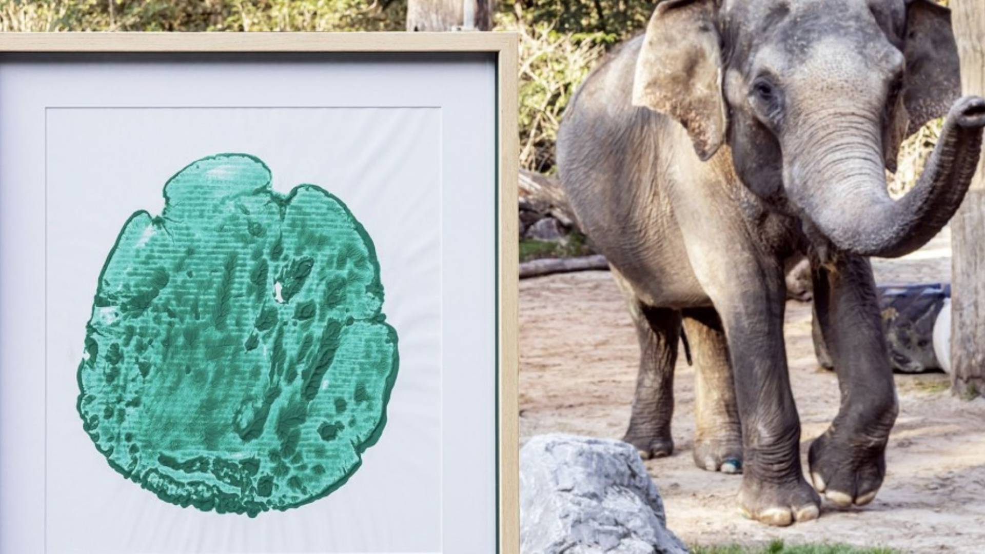 VIDEO: Jubilejni odtis slonice Gange na dražbi v ZOO Ljubljana, začelo se je pri 200 evrih