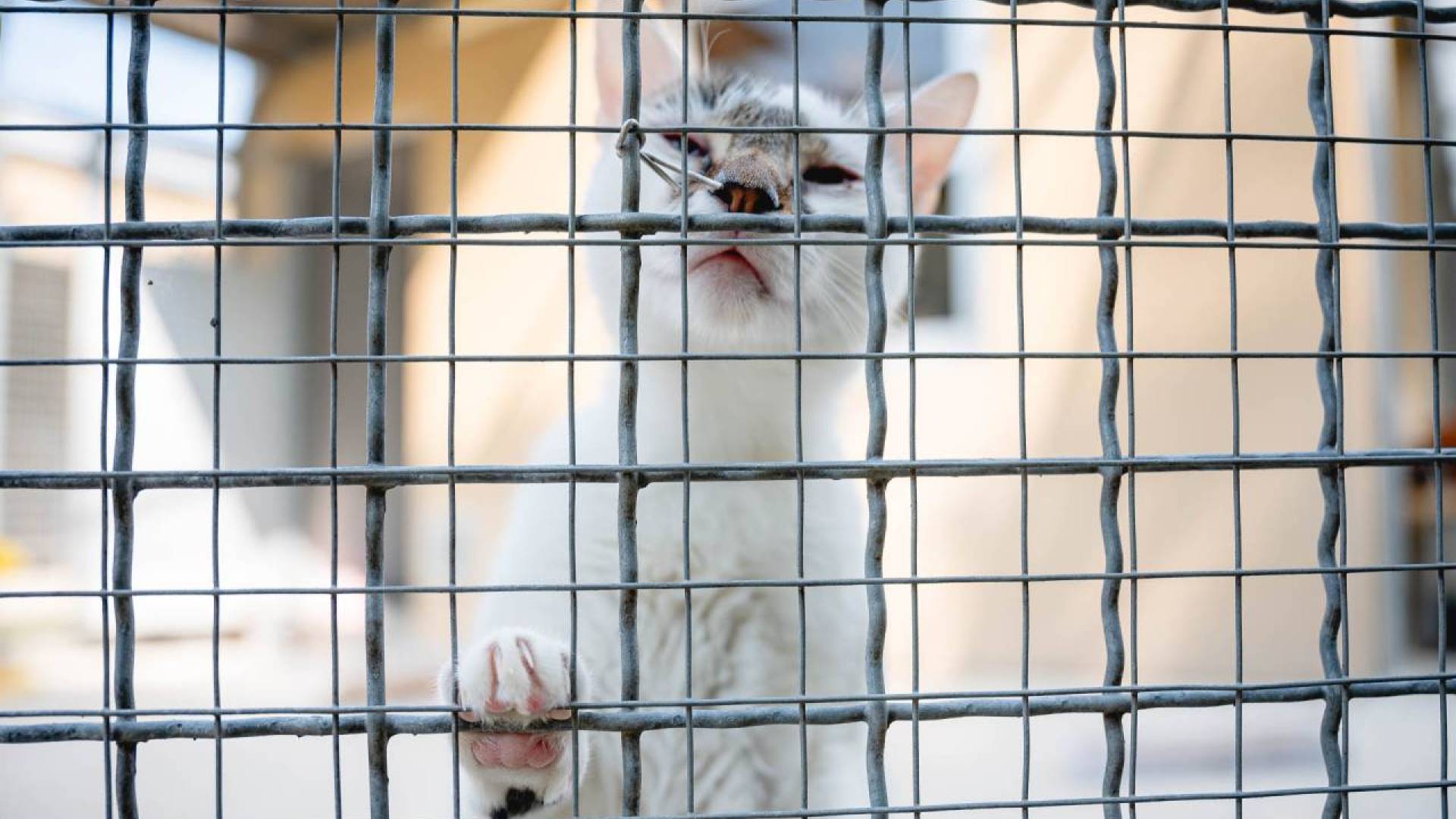 Zavetišče za živali Maribor potrebuje rjuhe, brisače in hrano za mucke