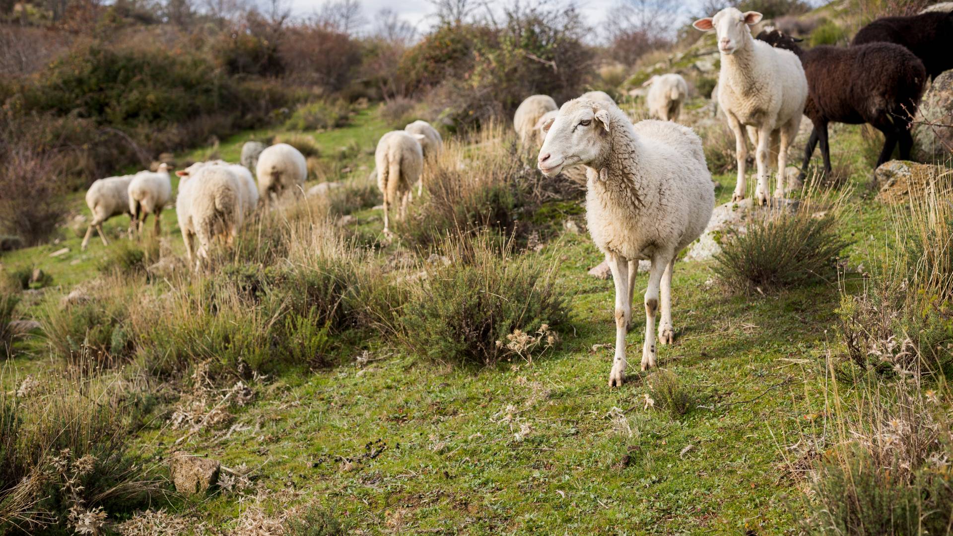 Pri južnih sosedih potrdili kugo drobnice, v veljavi strogi ukrepi