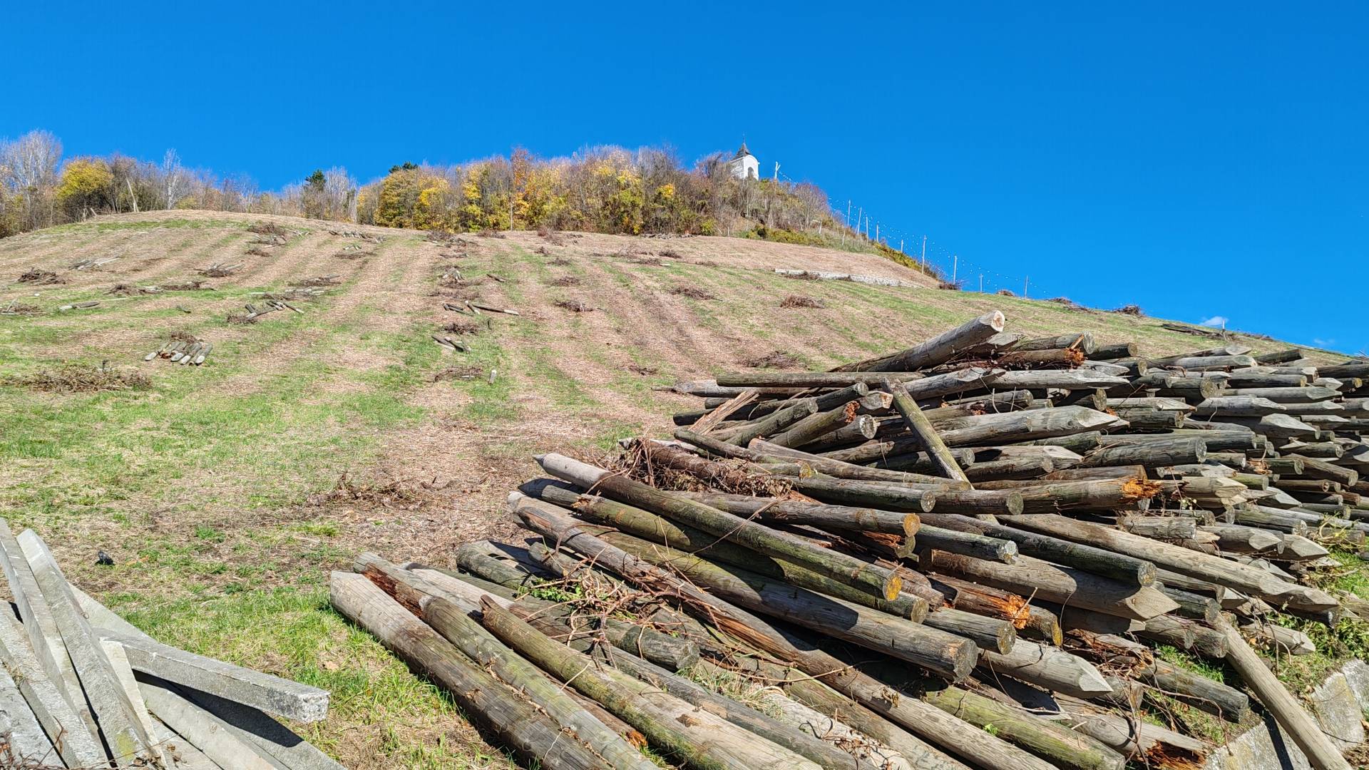 Kje bo končal posekan les iz Piramide? 