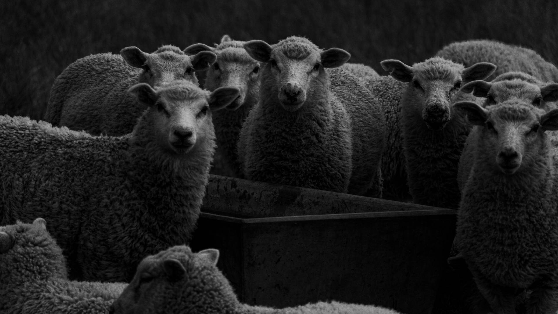 Na Hrvaškem potrdili kugo drobnice, izvajajo stroge ukrepe