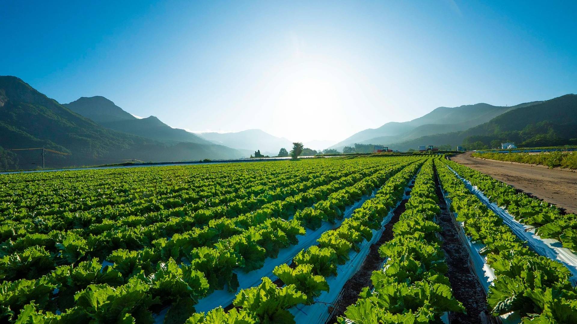 Nevarna zelenjava na trgih? Oblasti svarijo pred to vrsto zelenjave po velikem požaru
