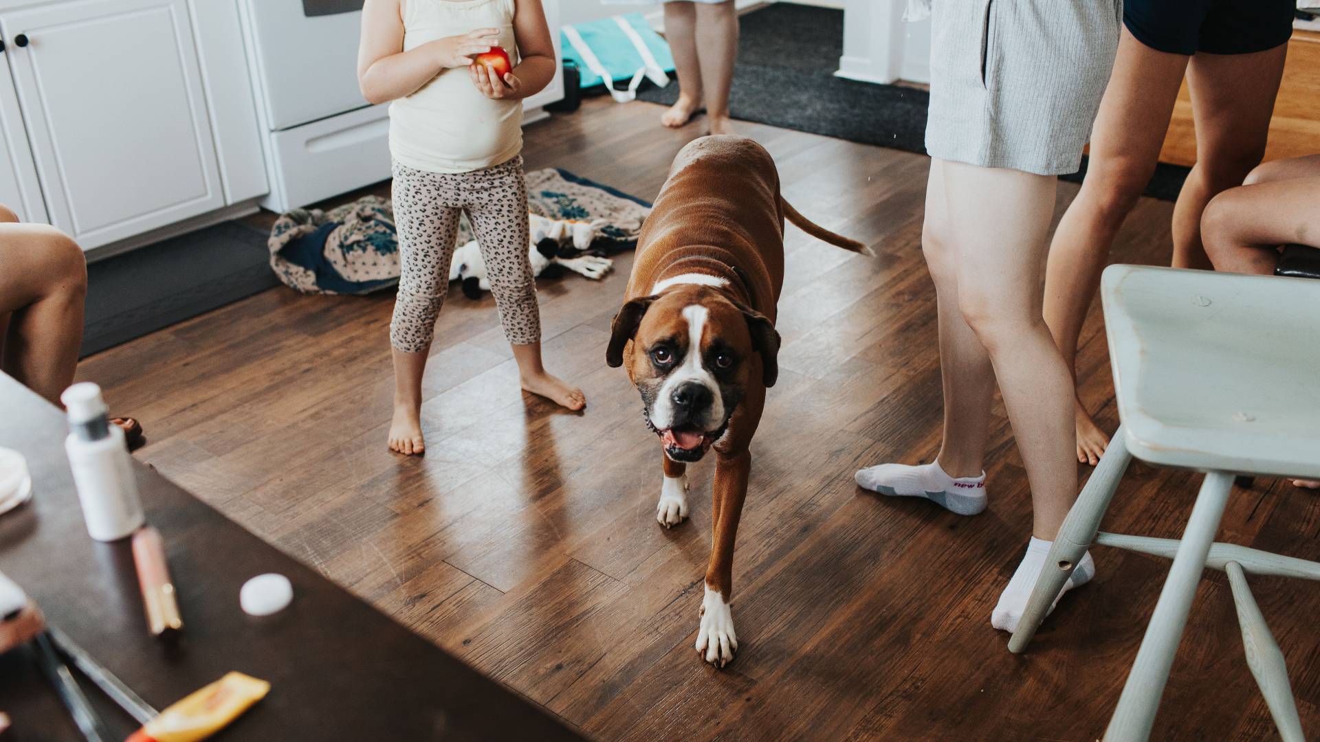 Hišni ljubljenčki in otroci: Katera talna obloga bo preživela vse praske in madeže?