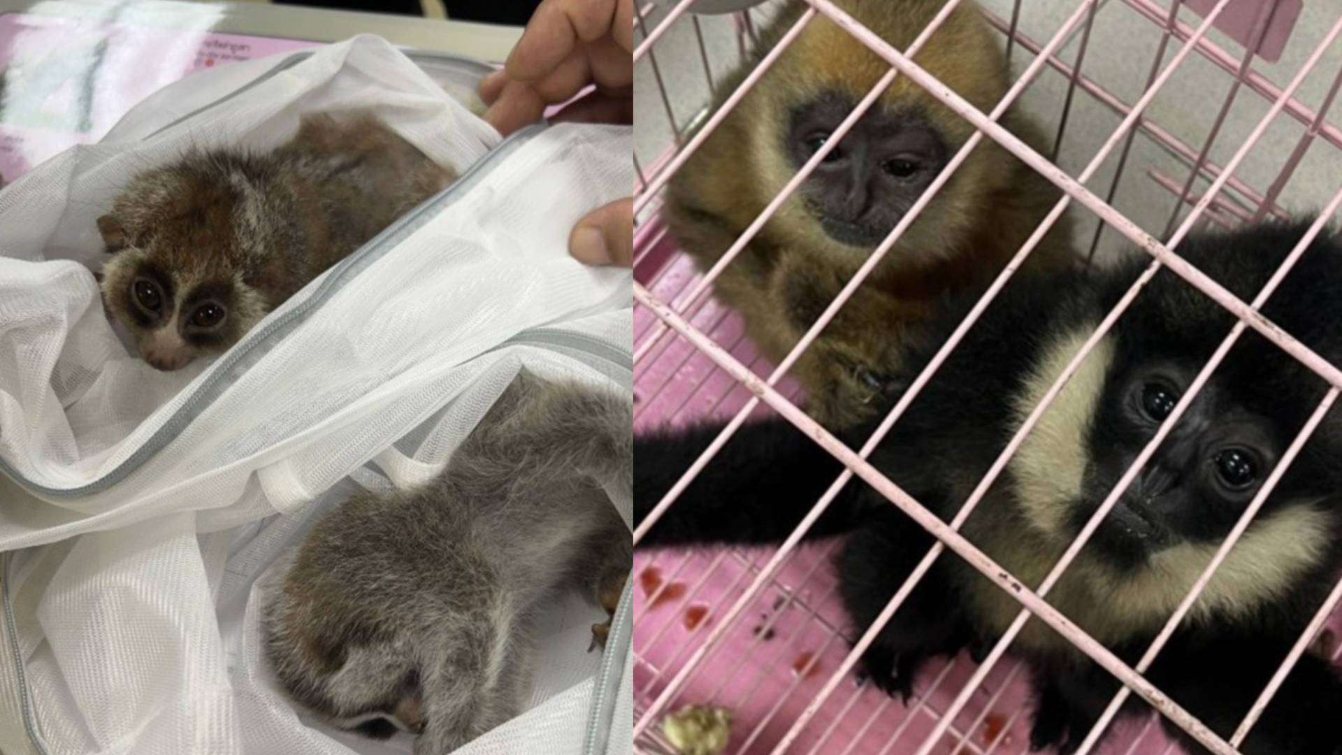 FOTO: Fotografije, ob katerih se obrača želodec: Interpol iz rok tihotapcev rešil skoraj 30.000 živali