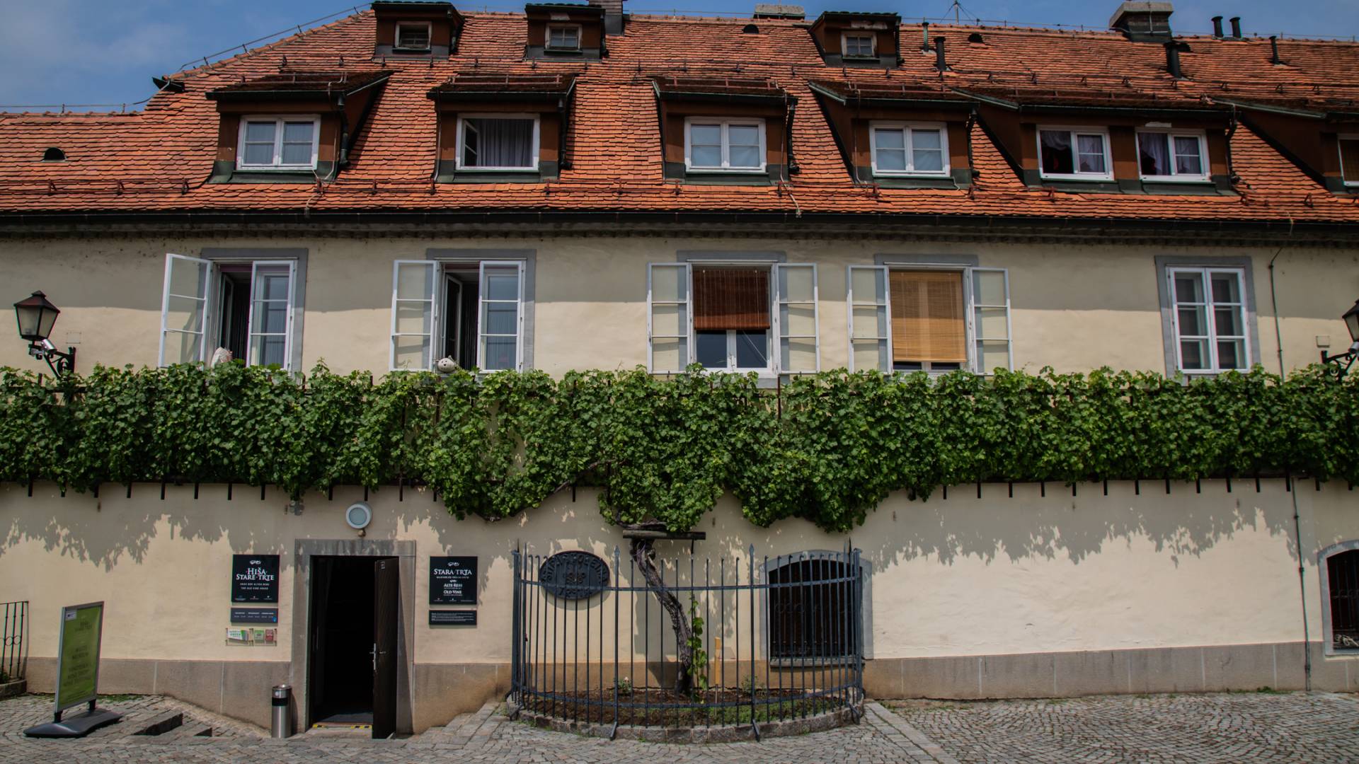 Zavod za turizem Maribor: Najstarejša trta v Mariboru ostaja najstarejša žlahtna vinska trta na svetu, ki še vedno obrodi