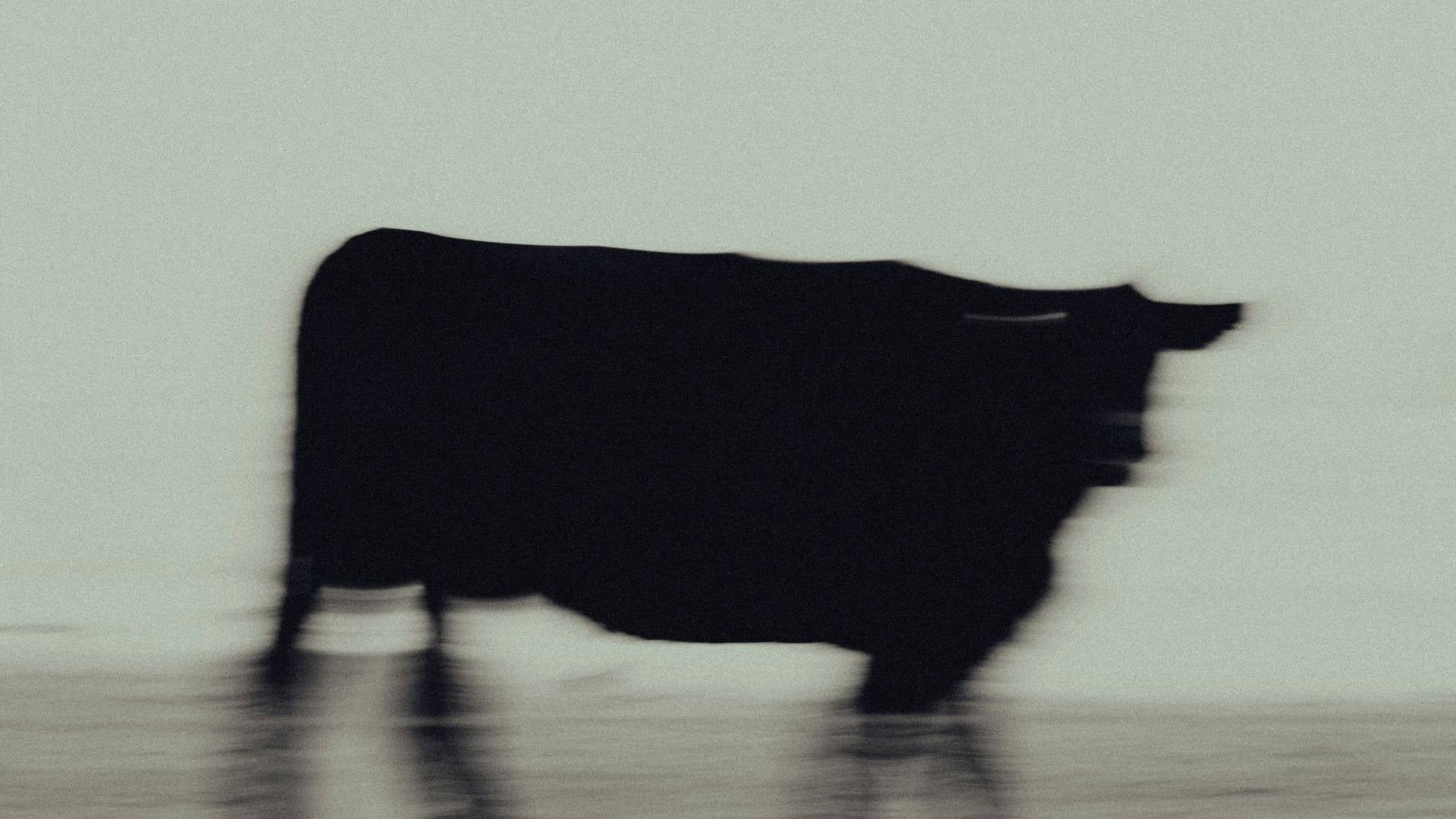 Bik pretrgal ograjo in zašel na železniško progo, zbil ga je vlak