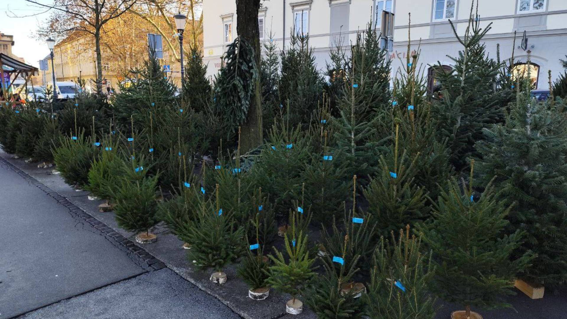 Po objavi našega članka dva prodajalca izkazala interes za zgodnjo prodajo smrečic na tržnici