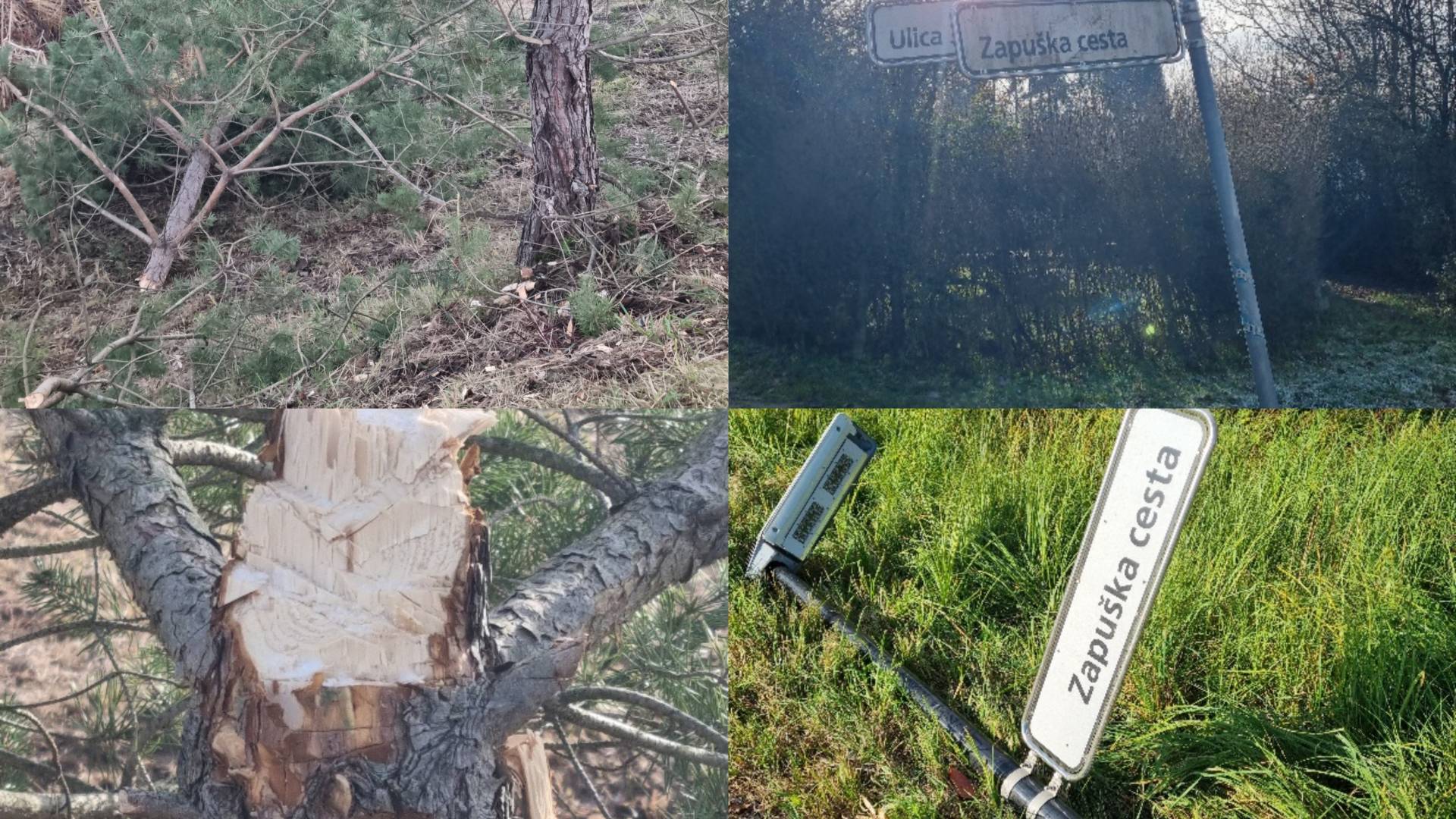 FOTO: Po poti vandalov na tej ljubljanski ulici: Nastradali svetilka, tablice, bor