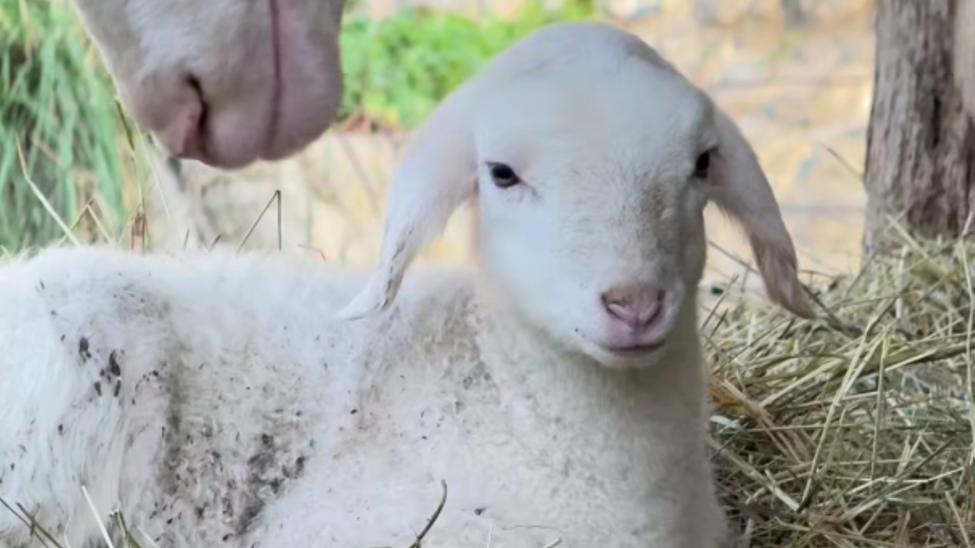 VIDEO: Snežnobeli jagenjček je postal atrakcija ZOO Ljubljana – vsi želijo fotografijo z njim