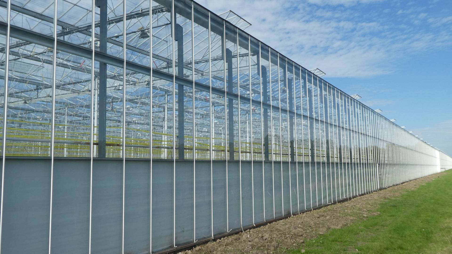 Šestmilijonska investicija pomurskega podjetja, v načrtu gradnja rastlinjaka in ...