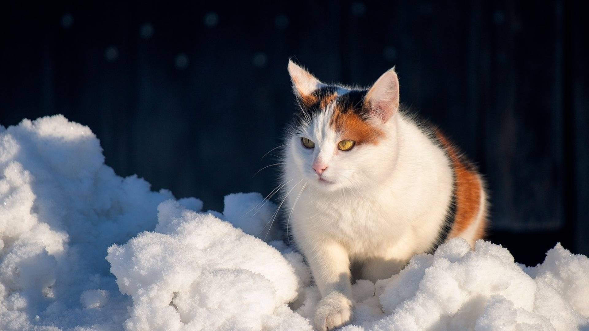 Bodimo prijazni do živali: Mariborska občina poziva k povečani skrbi v zimskem času