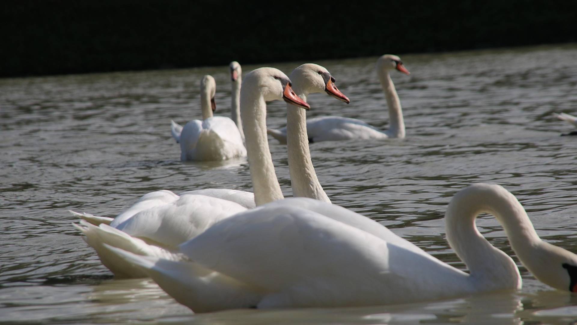 Na Štajerskem potrdili nov primer ptičje gripe