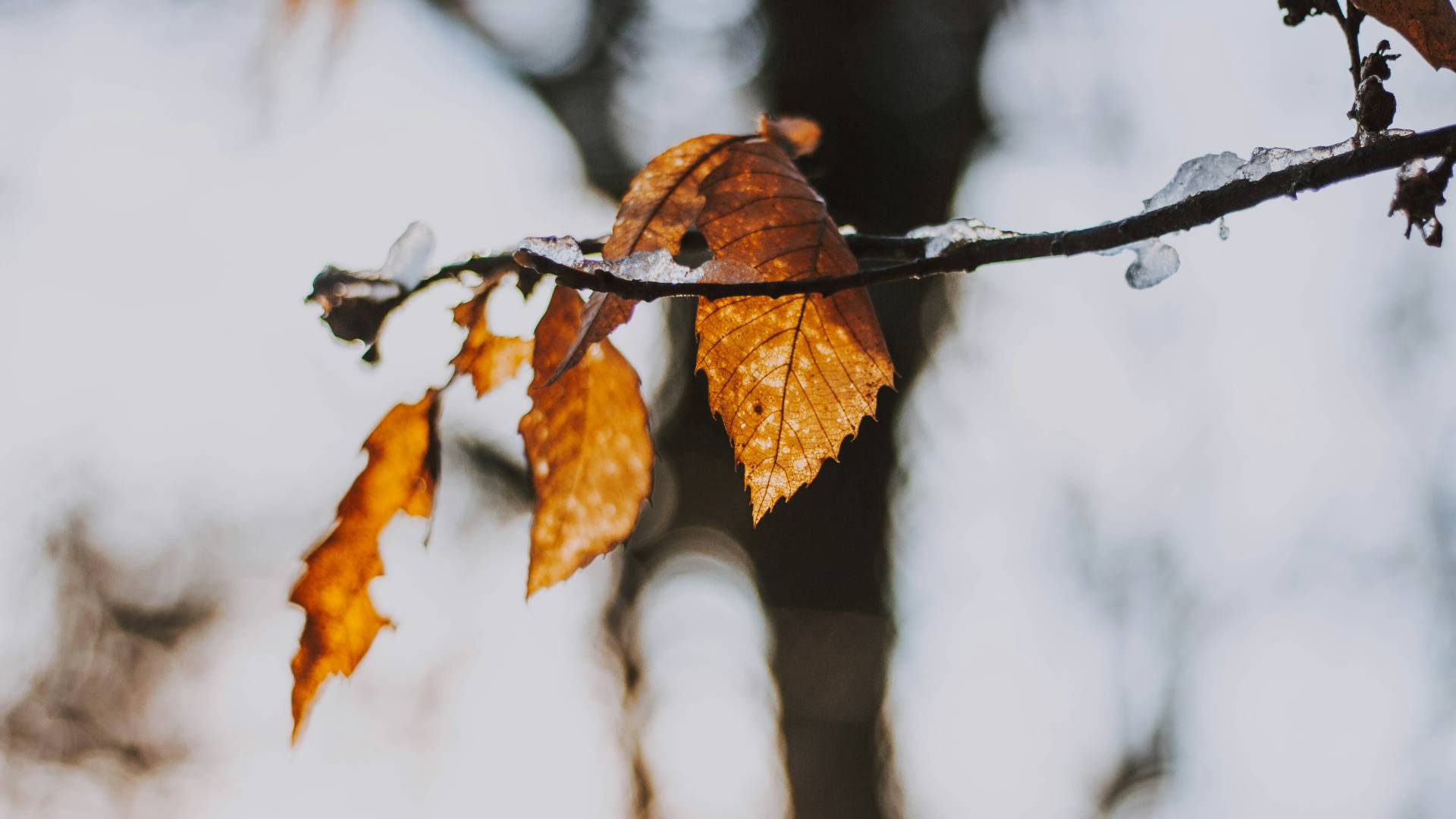Letošnji november tretji najtoplejši na svetu 
