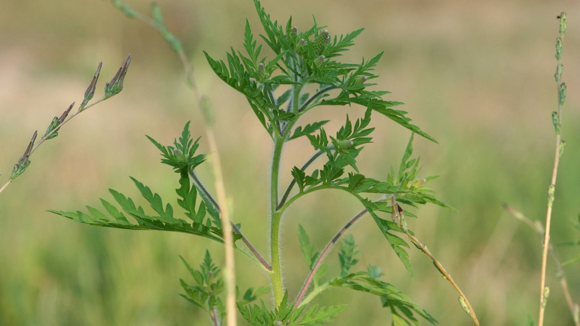 Deset načinov, kako se ubraniti poletnega pekla za alergike
