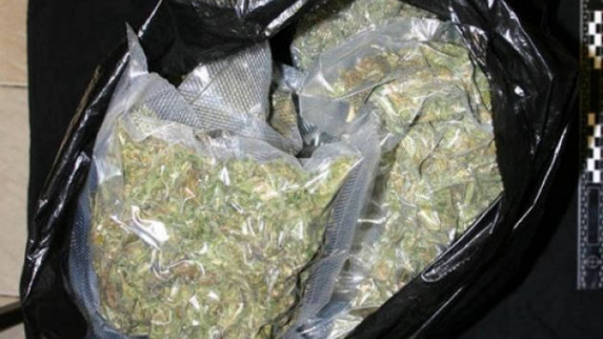 Zasežena marihuana, ki je rasla med koruzo v okolici Murske Sobote