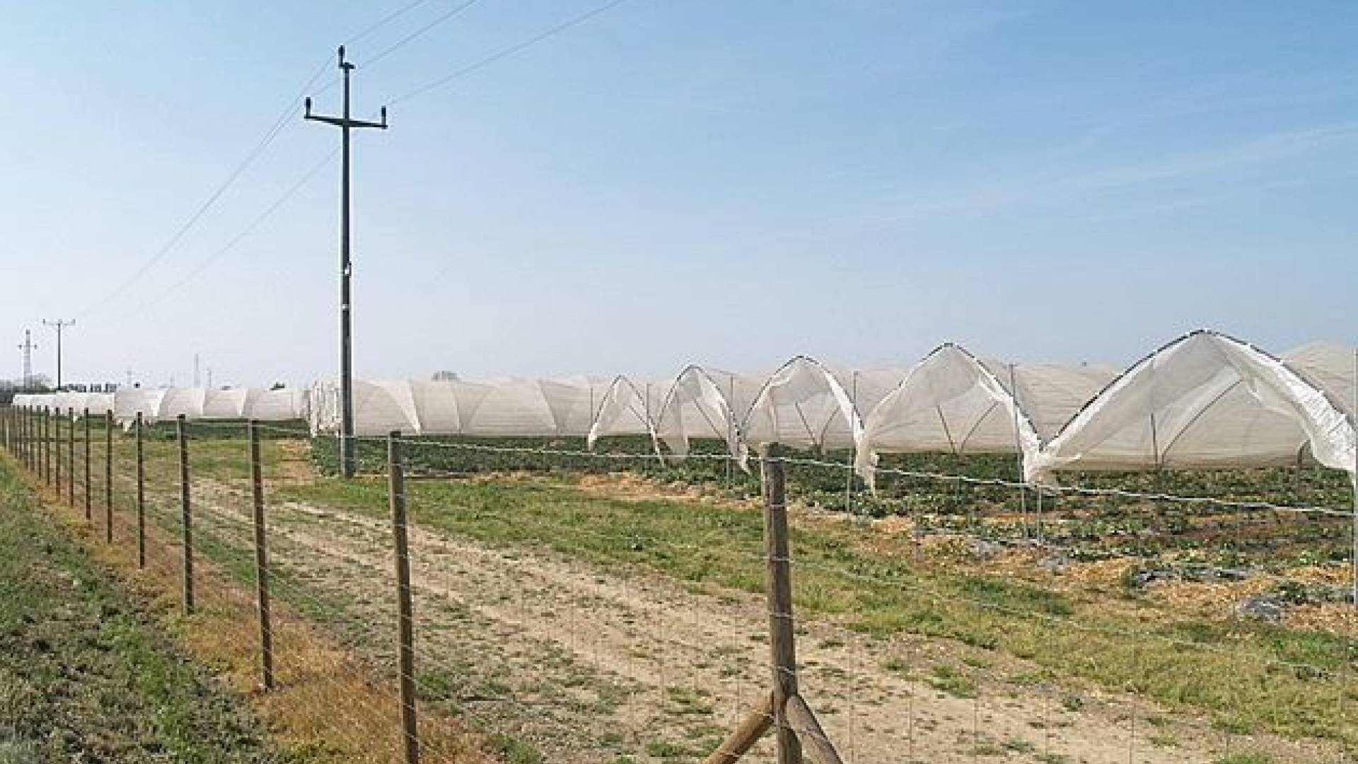 Nasad jagod pri Ižakovcih