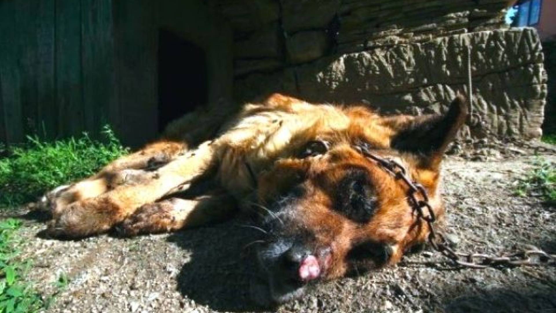 Foto- Dare Čekeliš.jpg