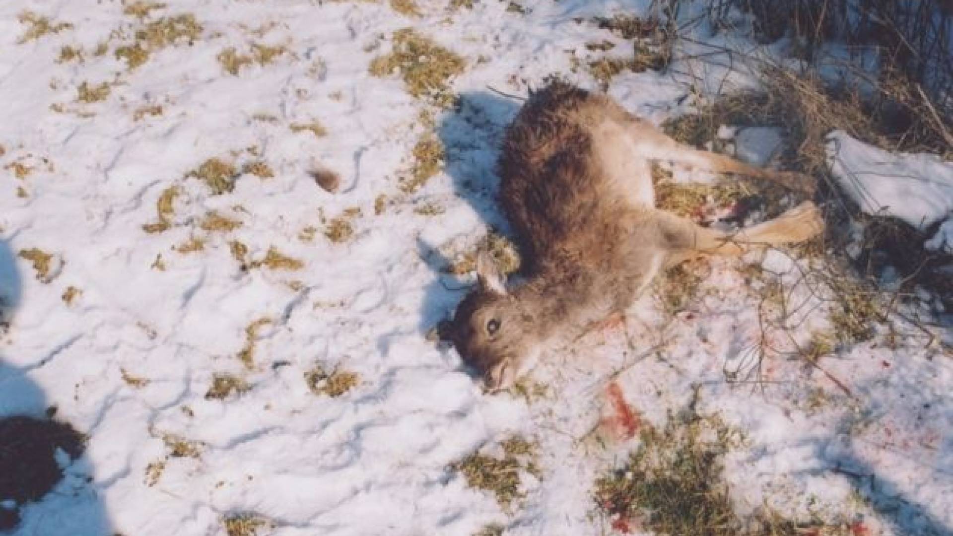 Psa sta skupno spoklala 21 živali