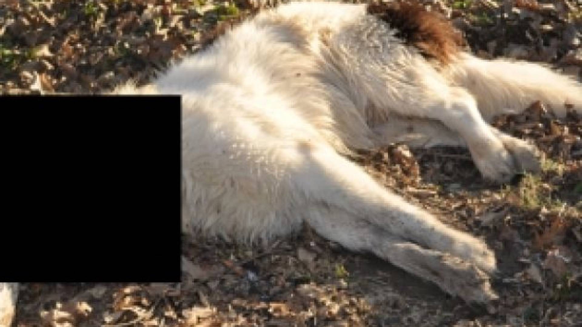 foto: prlekija-on.net