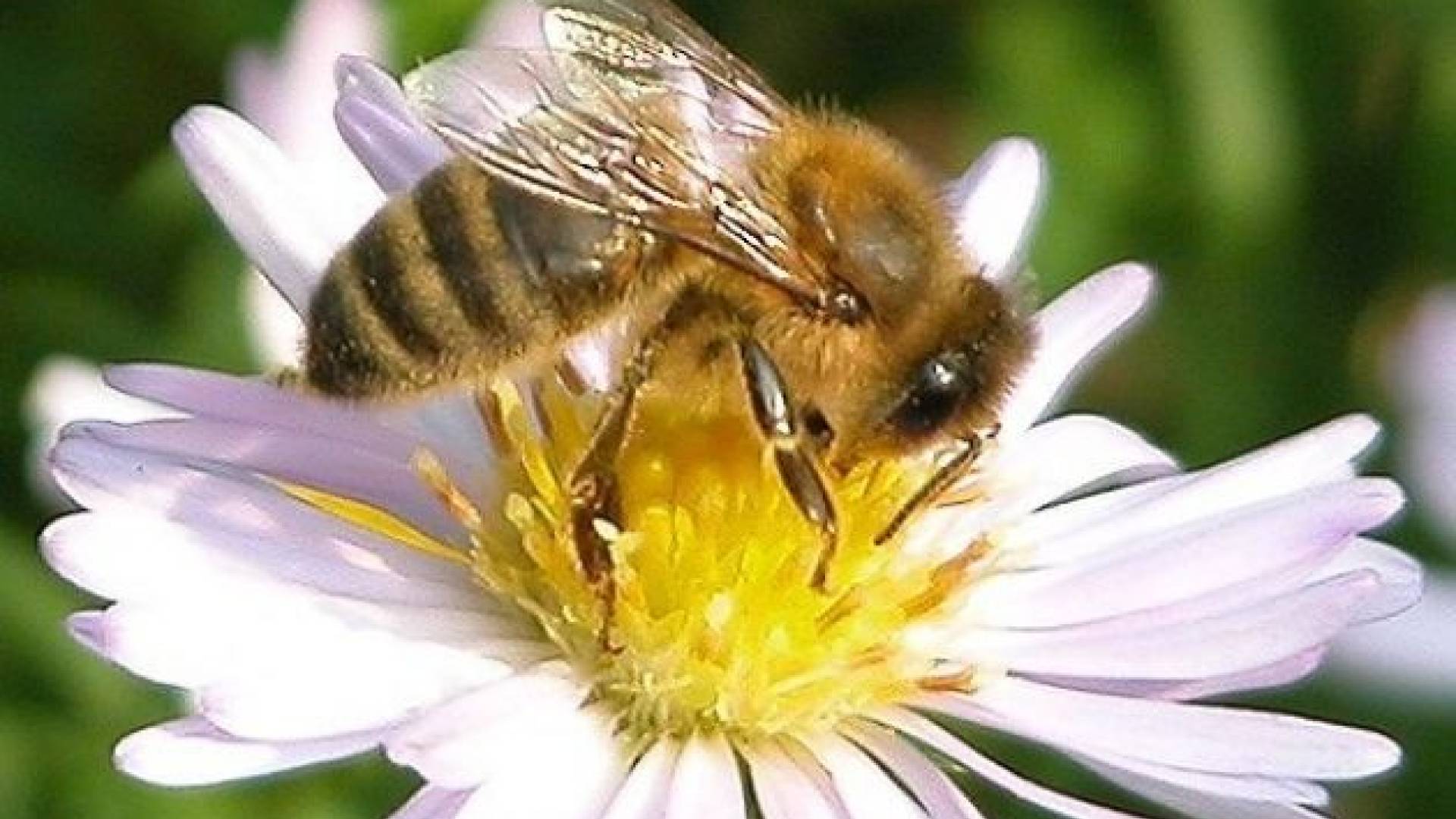 Čebele bodo znova zdrave komaj ob prepovedi škodljivega insekticida.