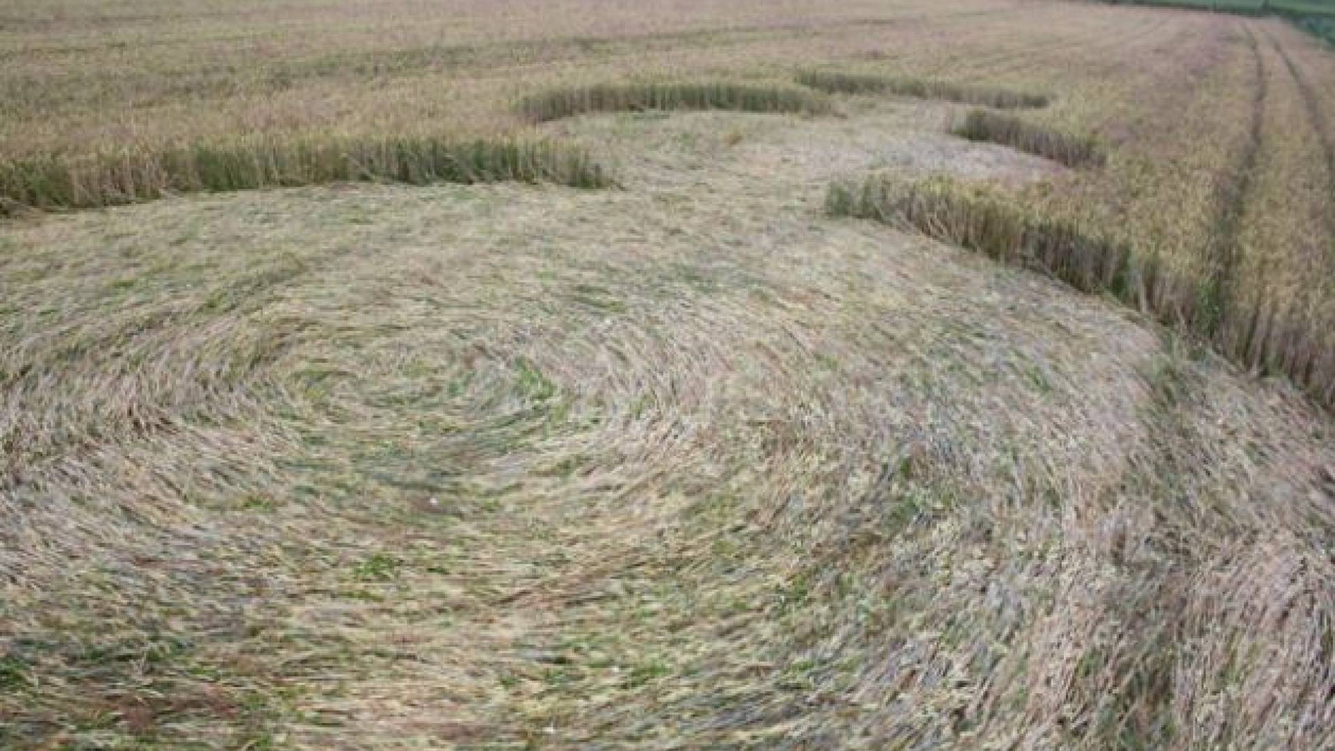 Žitni krogi na poljih pri Sveti Trojici.