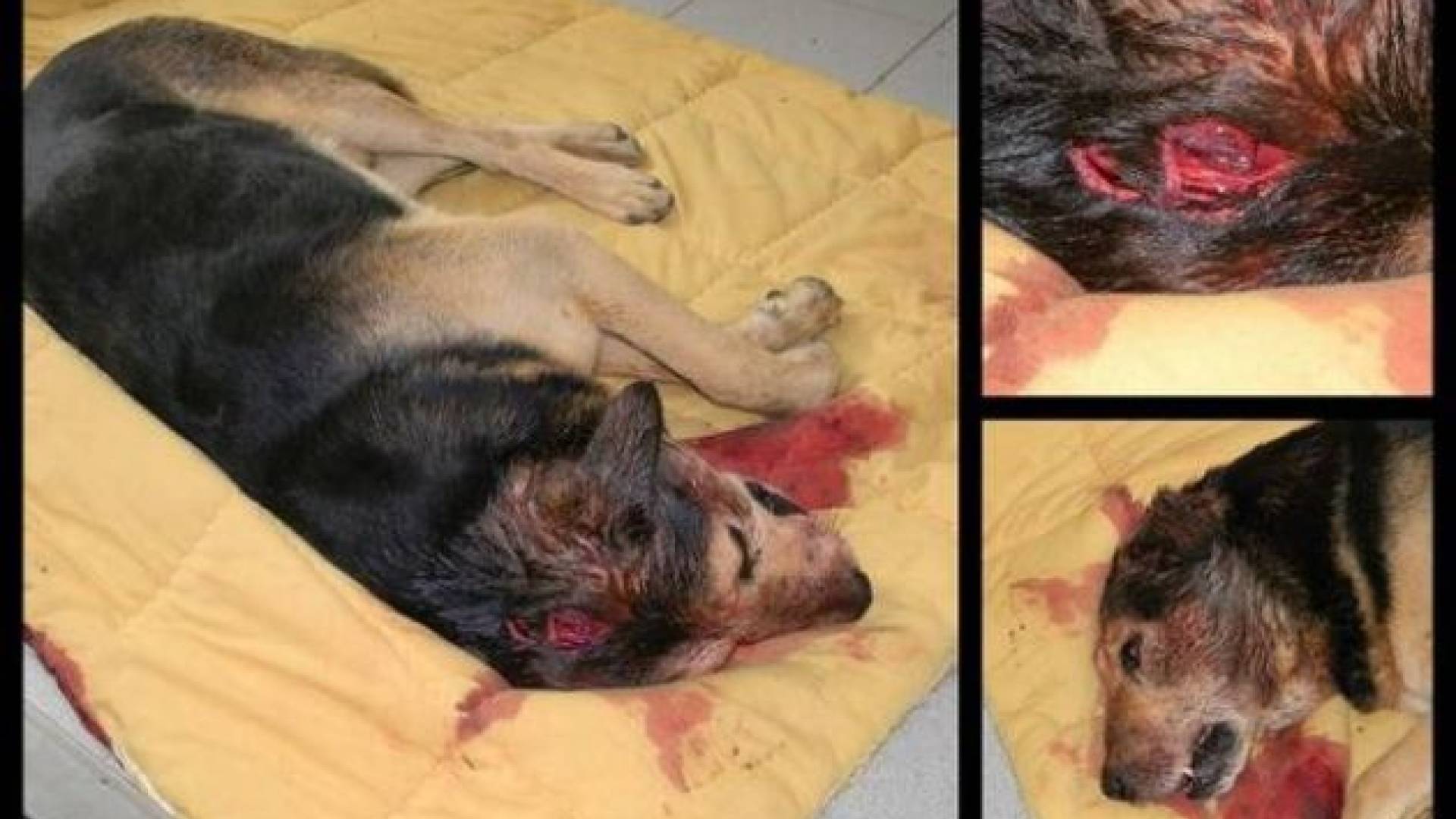 Foto_Društvo za varstvo in proti mučenju živali Mb.jpg