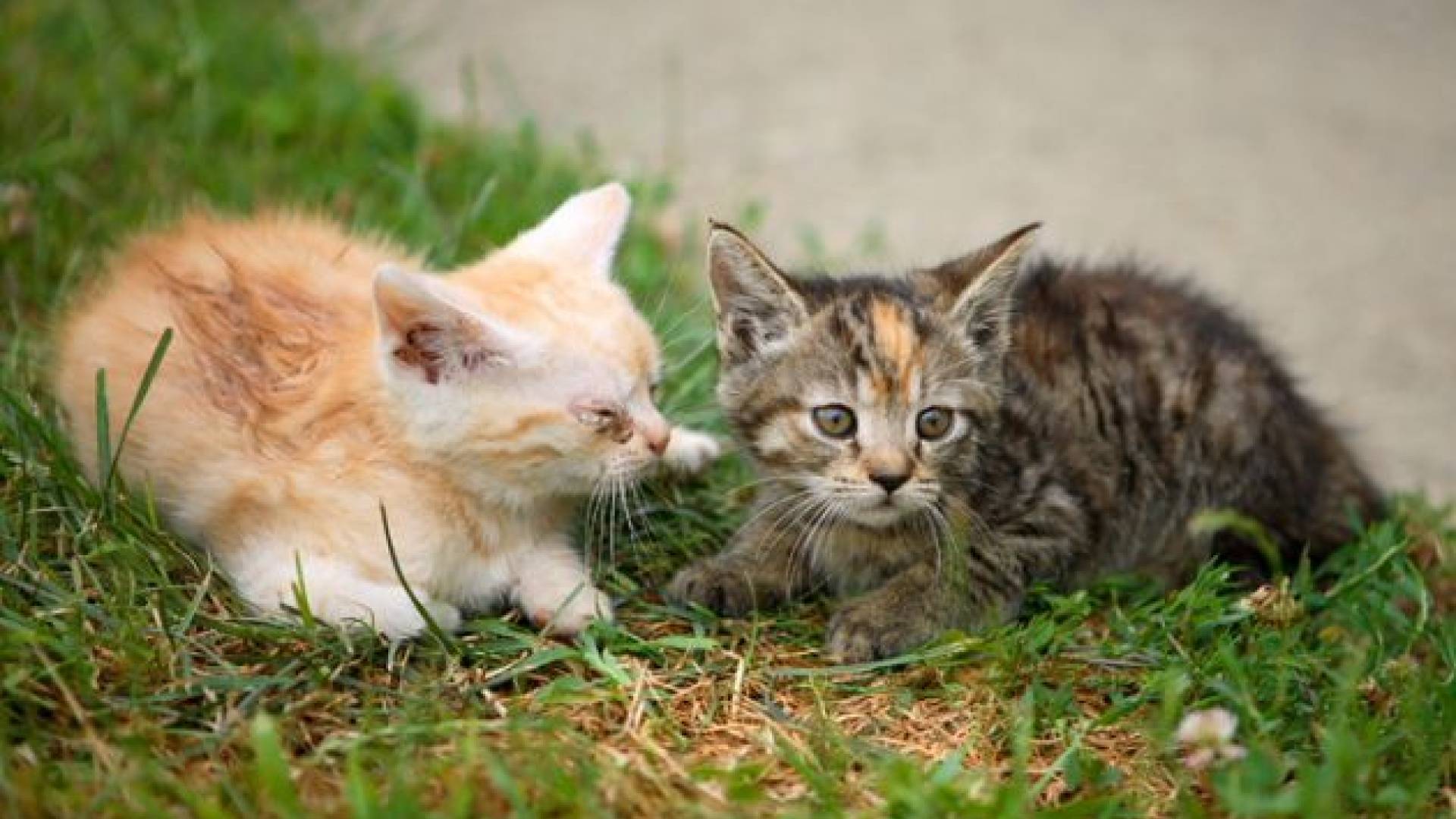 Najdenčke oskrbijo, pozdravijo in olepšajo.    