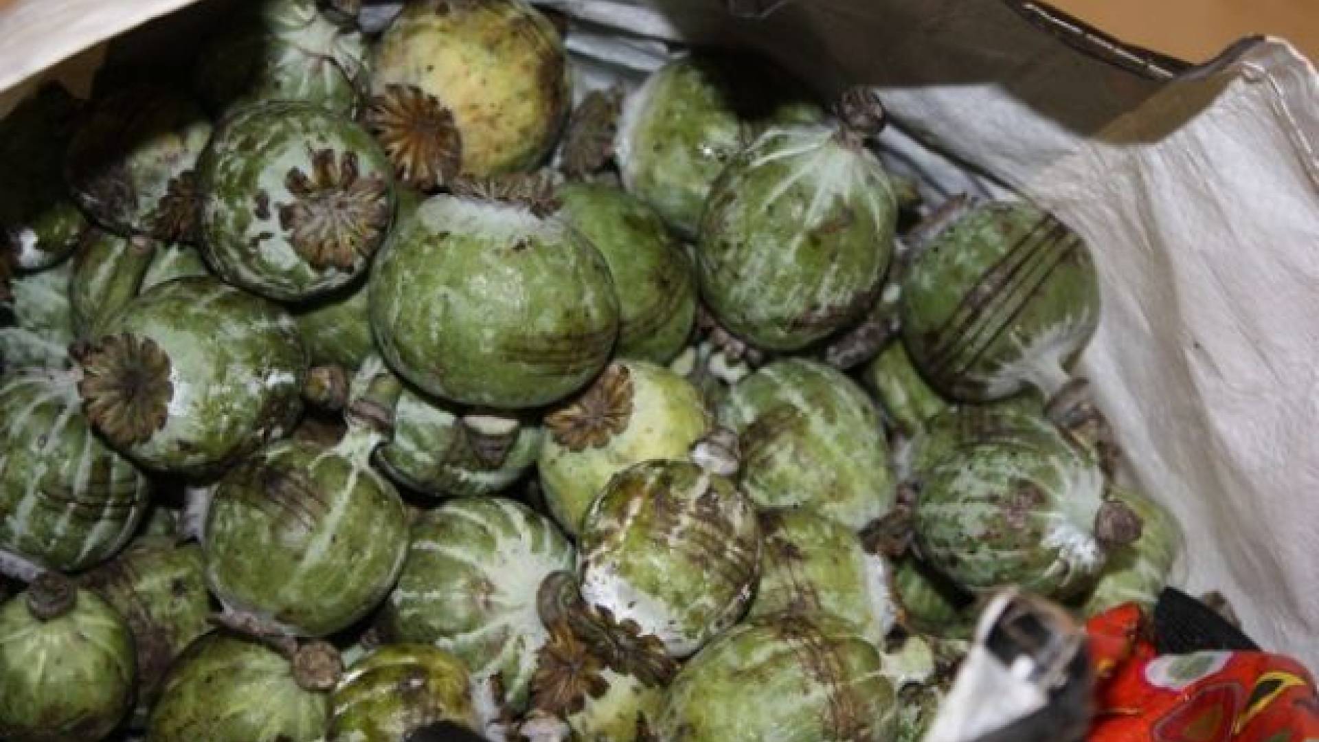 0912-81-11 - Zasegli prepovedano drogo 2.jpg